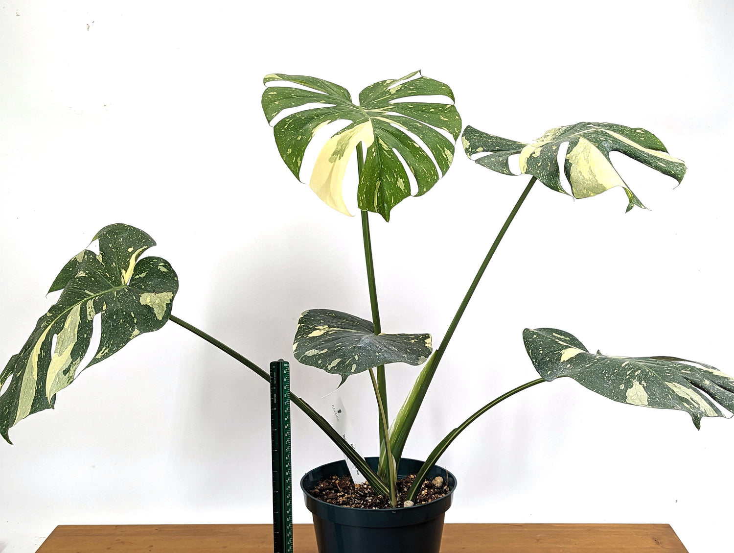 Monstera Thai Constellation Approx 2 FEET Tall ~5 Leaves in 8 Inch Pot - 