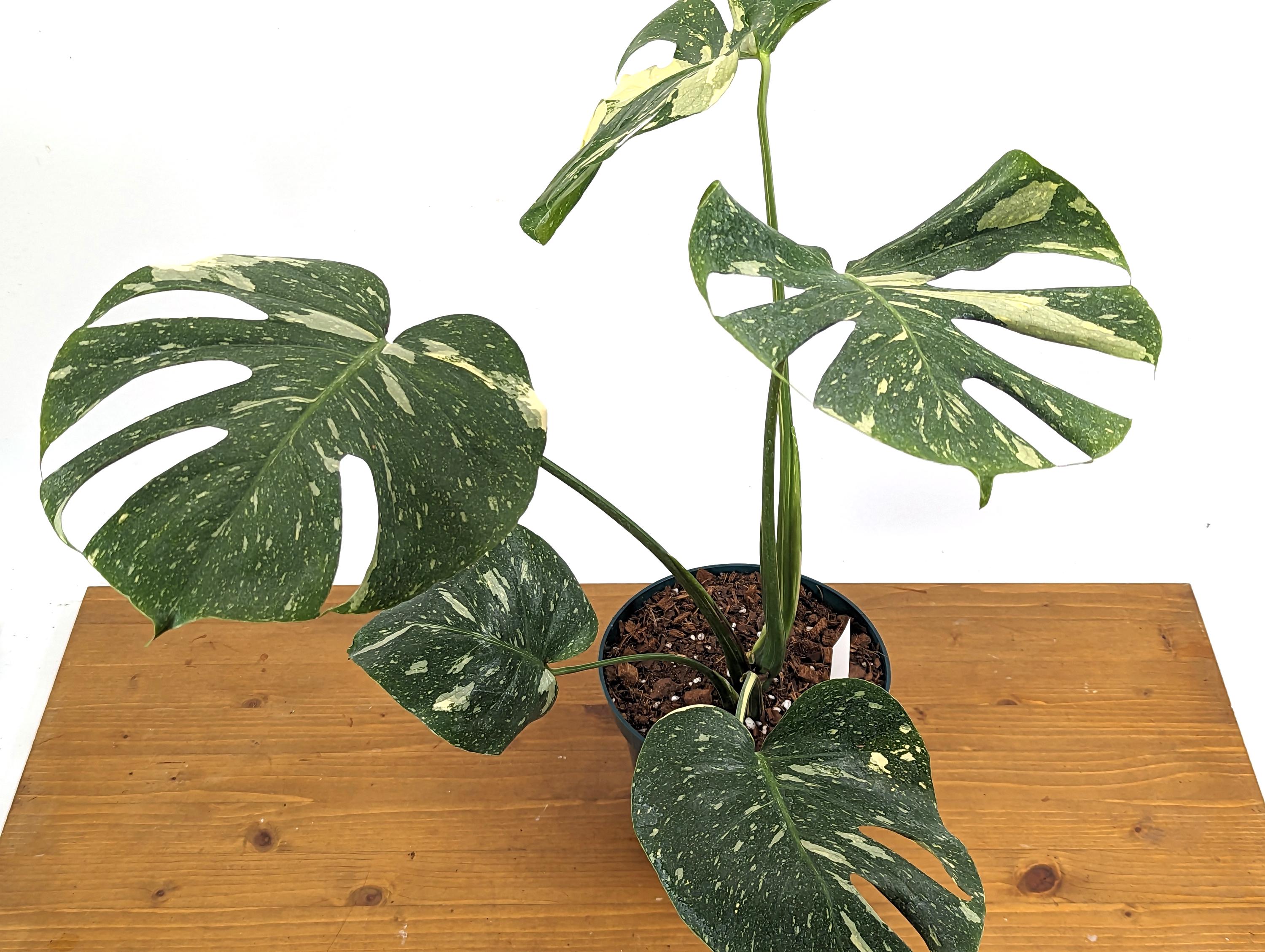 Mature Monstera Thai Constellation Approx 2 FEET Tall in 8 Inch Pot - 