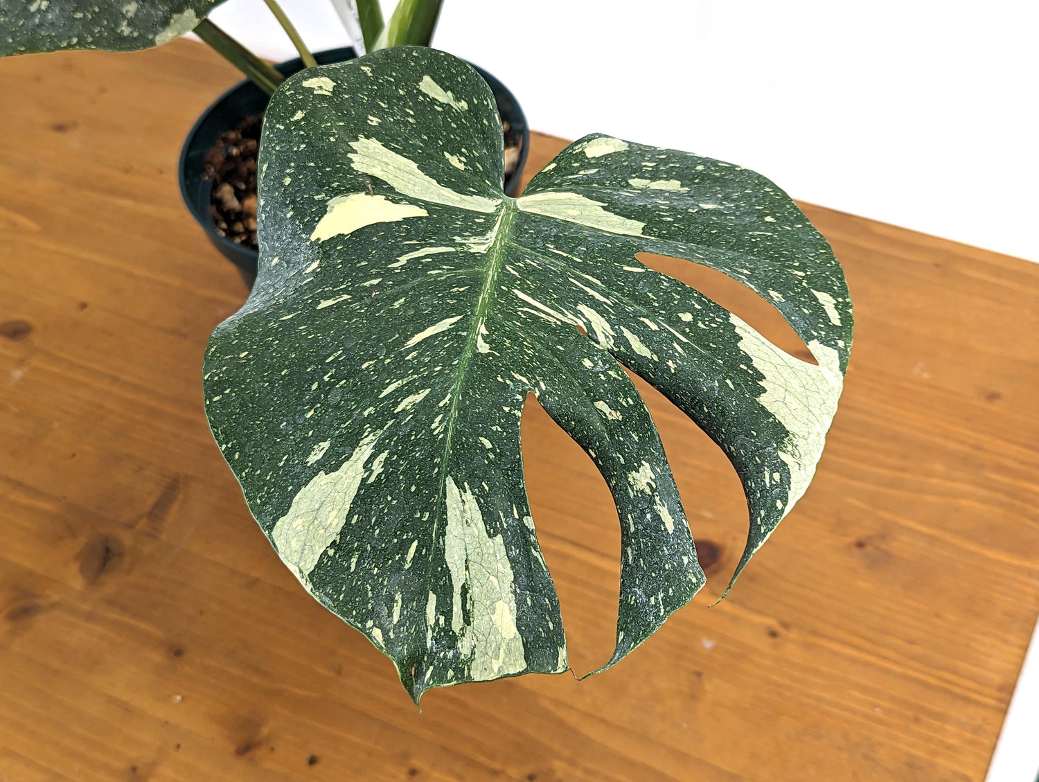 Monstera Thai Constellation Approx 2 FEET Tall ~5 Leaves in 8 Inch Pot - 