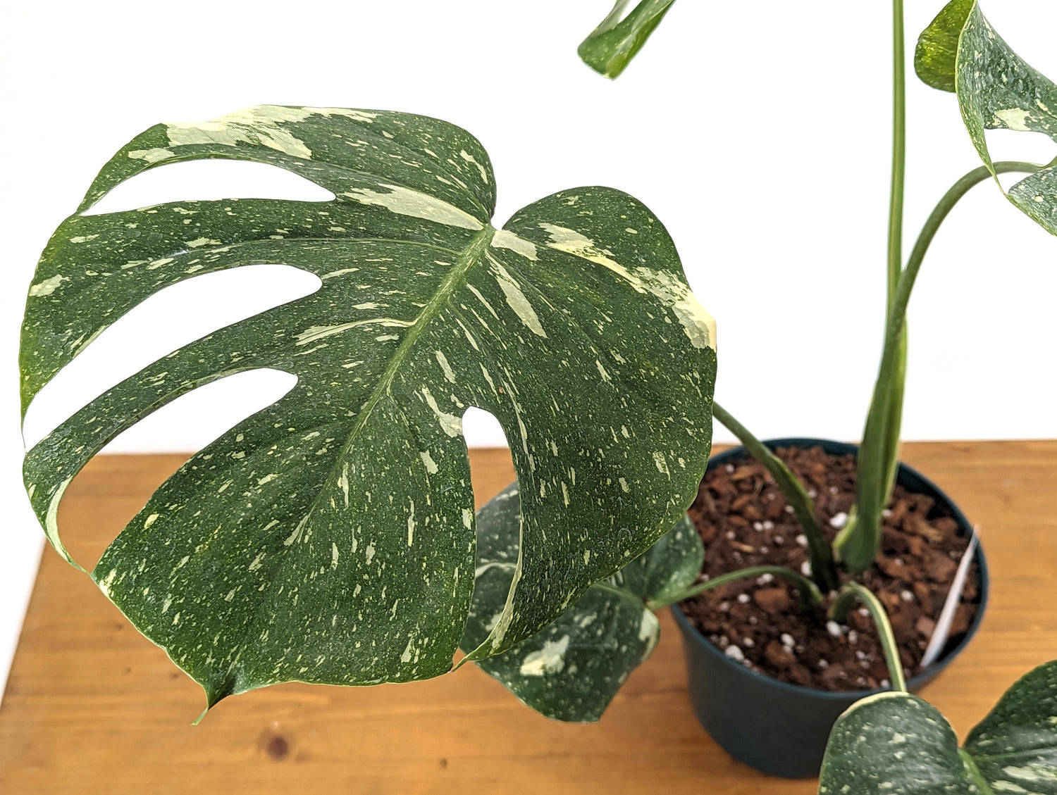 Mature Monstera Thai Constellation Approx 2 FEET Tall in 8 Inch Pot - 