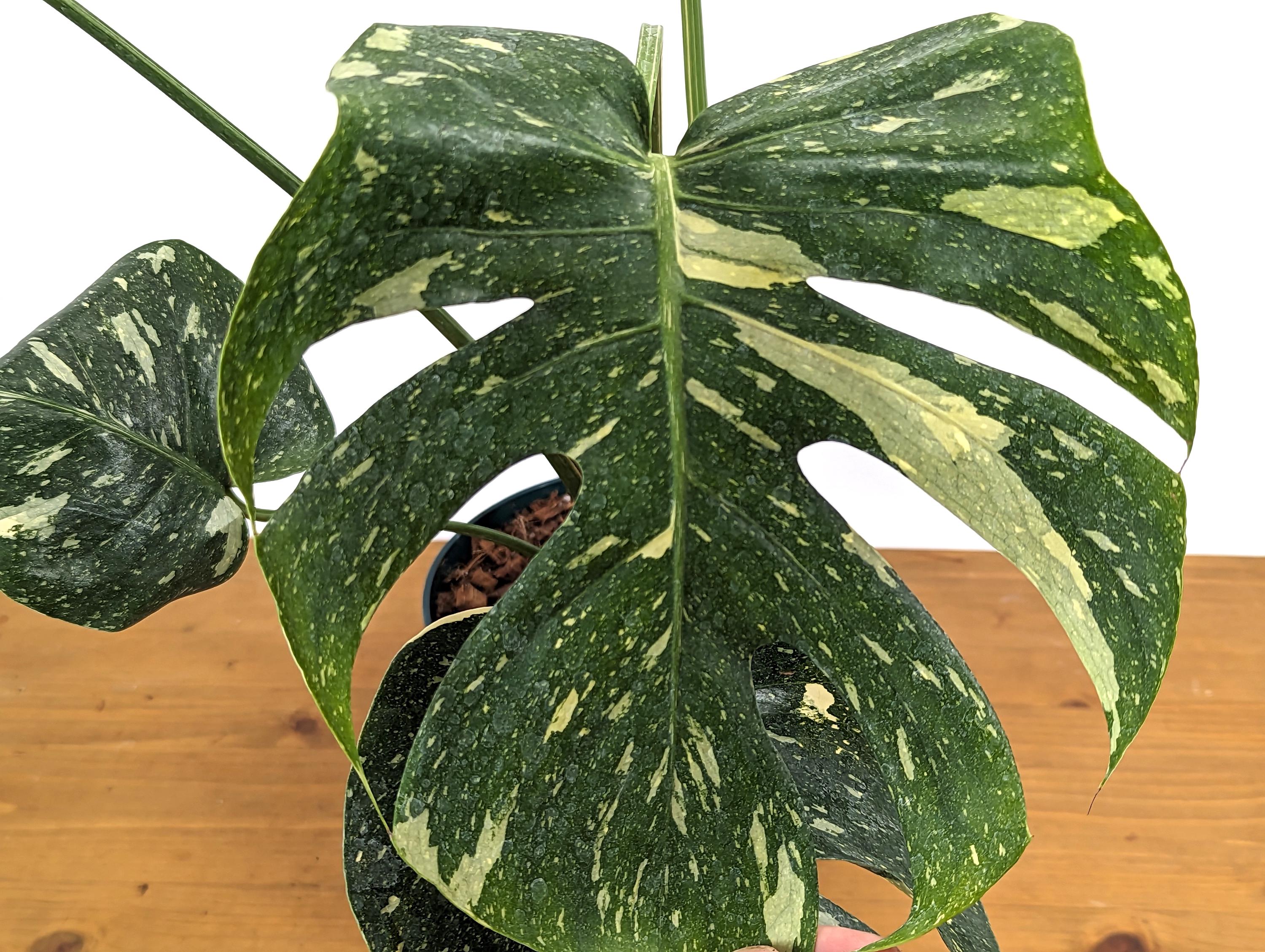 Mature Monstera Thai Constellation Approx 2 FEET Tall in 8 Inch Pot - 