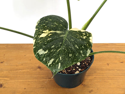 Monstera Thai Constellation Approx 2 FEET Tall ~5 Leaves in 8 Inch Pot - 