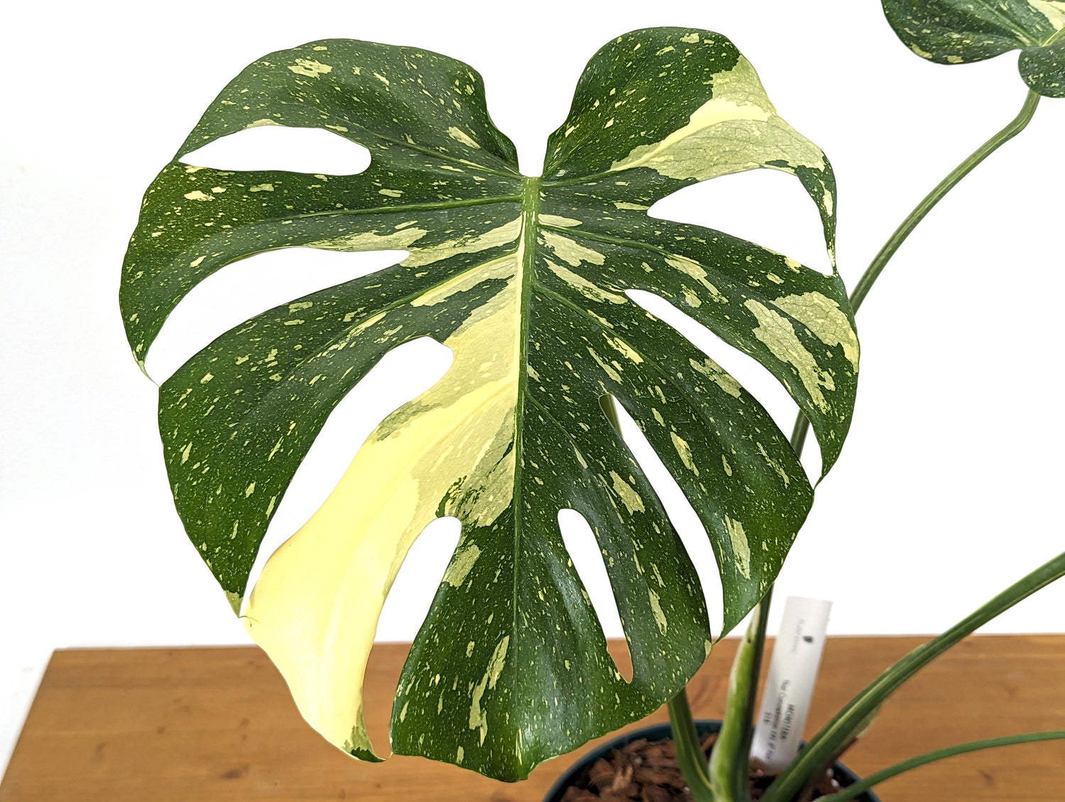 Mature Monstera Thai Constellation Approx 2 FEET Tall in 8 Inch Pot - 