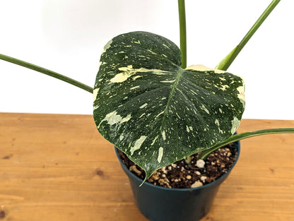 Monstera Thai Constellation Approx 2 FEET Tall ~5 Leaves in 8 Inch Pot - 