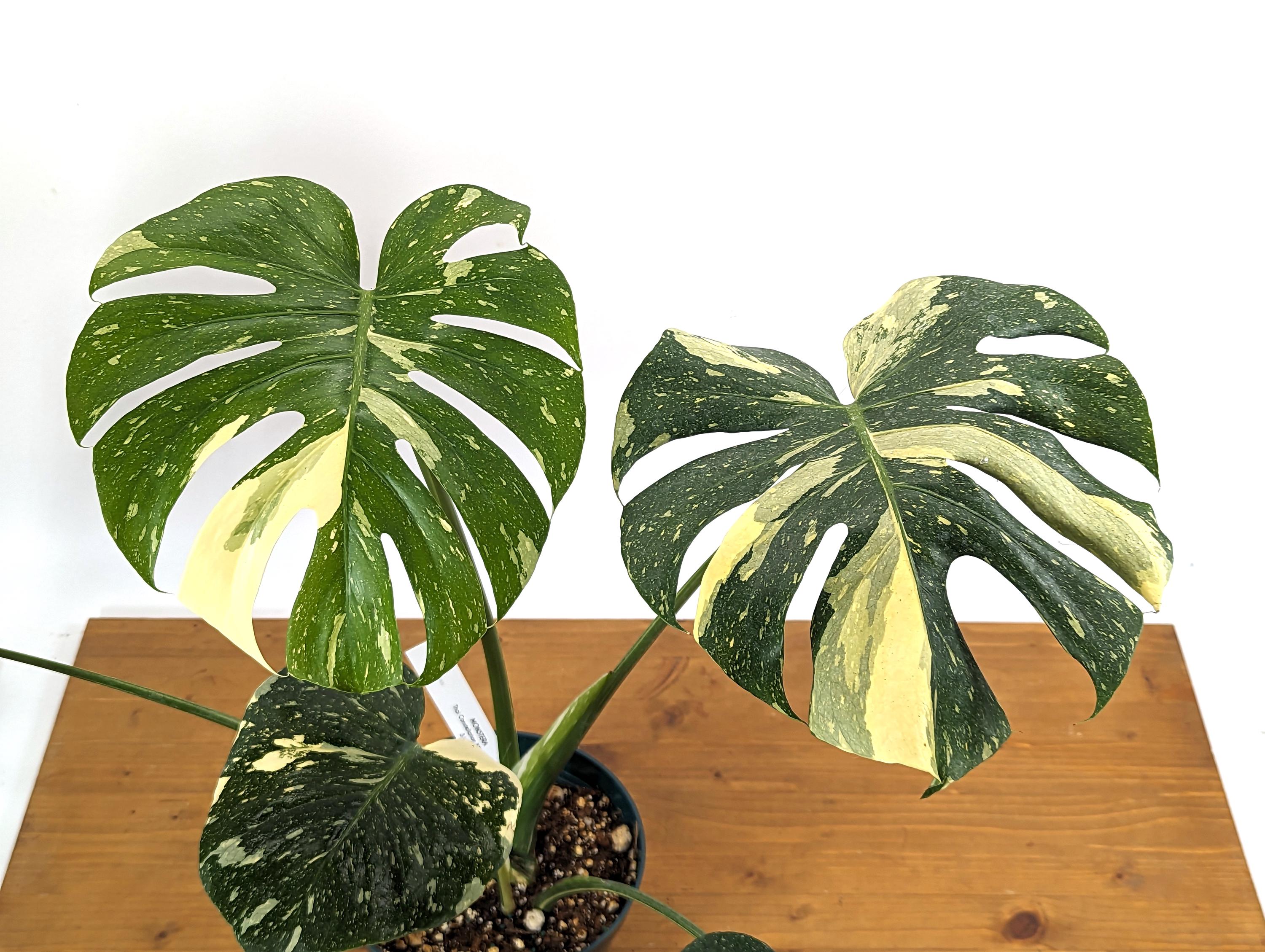 Monstera Thai Constellation Approx 2 FEET Tall ~5 Leaves in 8 Inch Pot - 