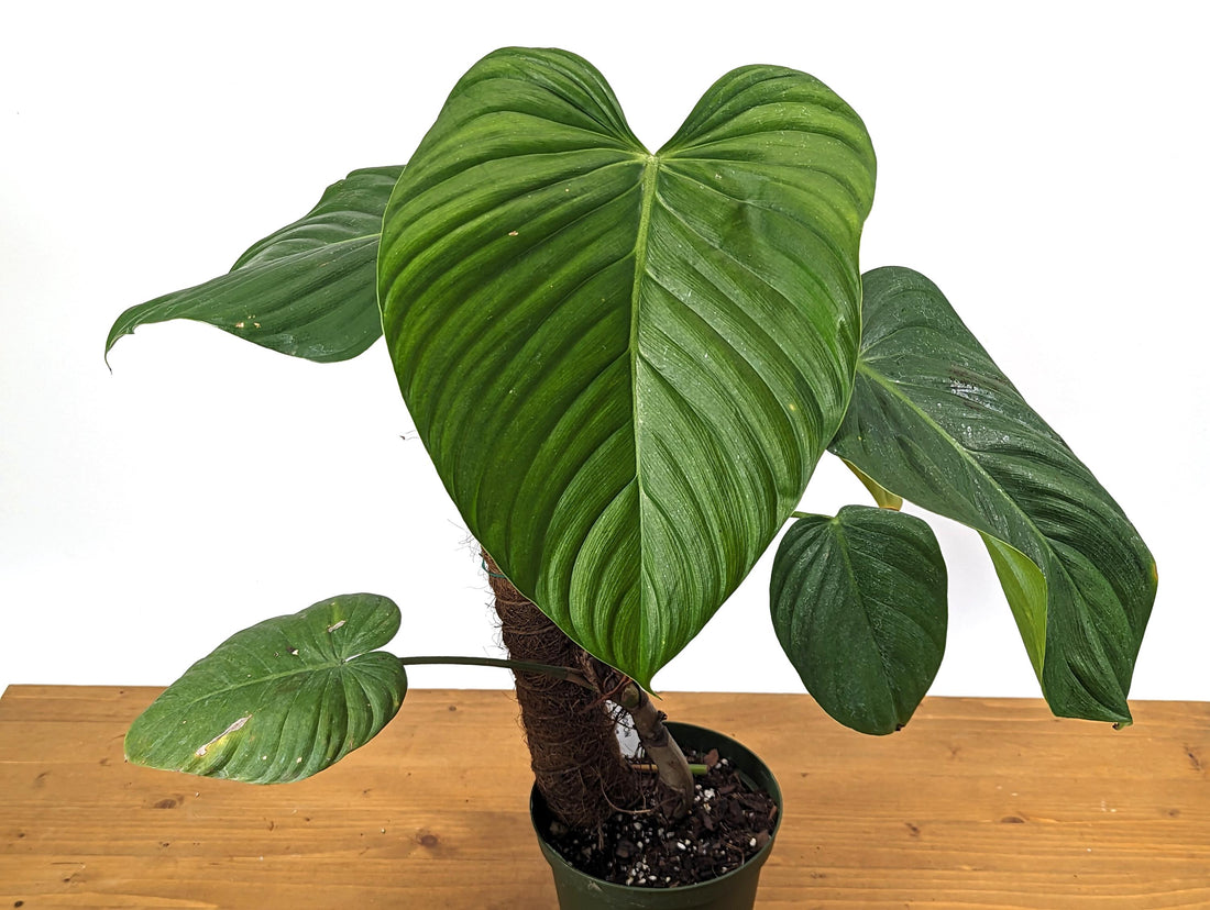 Philodendron Parvidactylum On Coco Pole in 6 inch pot Exact Plant Pictured