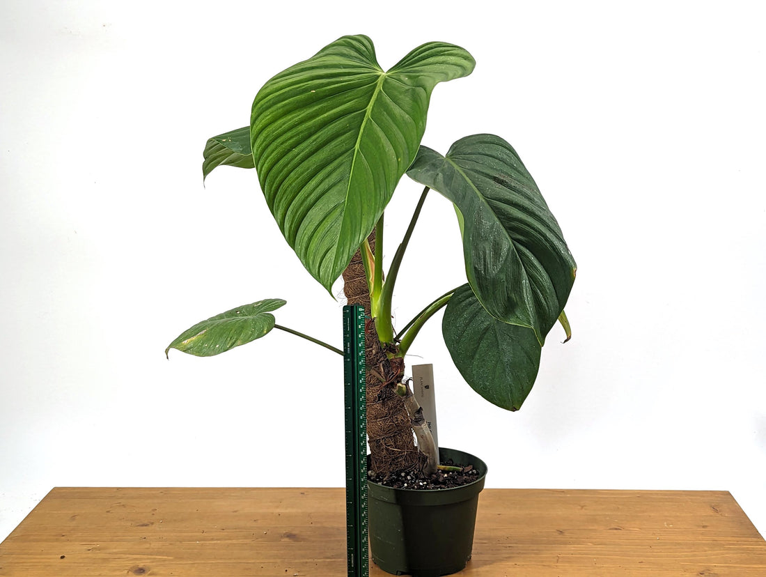 Philodendron Parvidactylum On Coco Pole in 6 inch pot Exact Plant Pictured