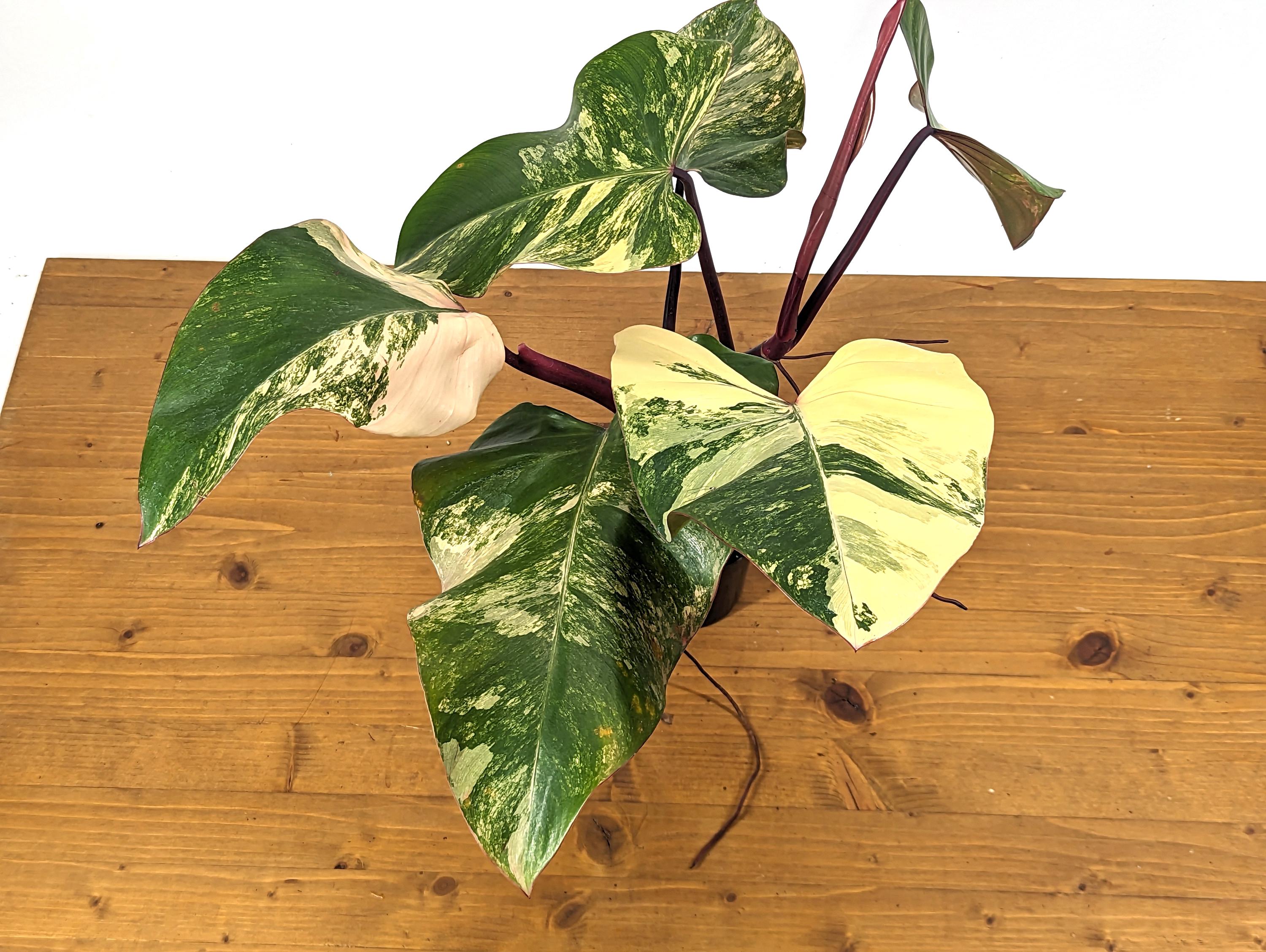 Philodendron Strawberry Shake Over 12 Inches Tall Exact Plant ID 