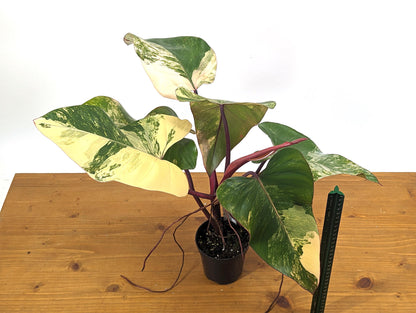 Philodendron Strawberry Shake Over 12 Inches Tall Exact Plant ID 