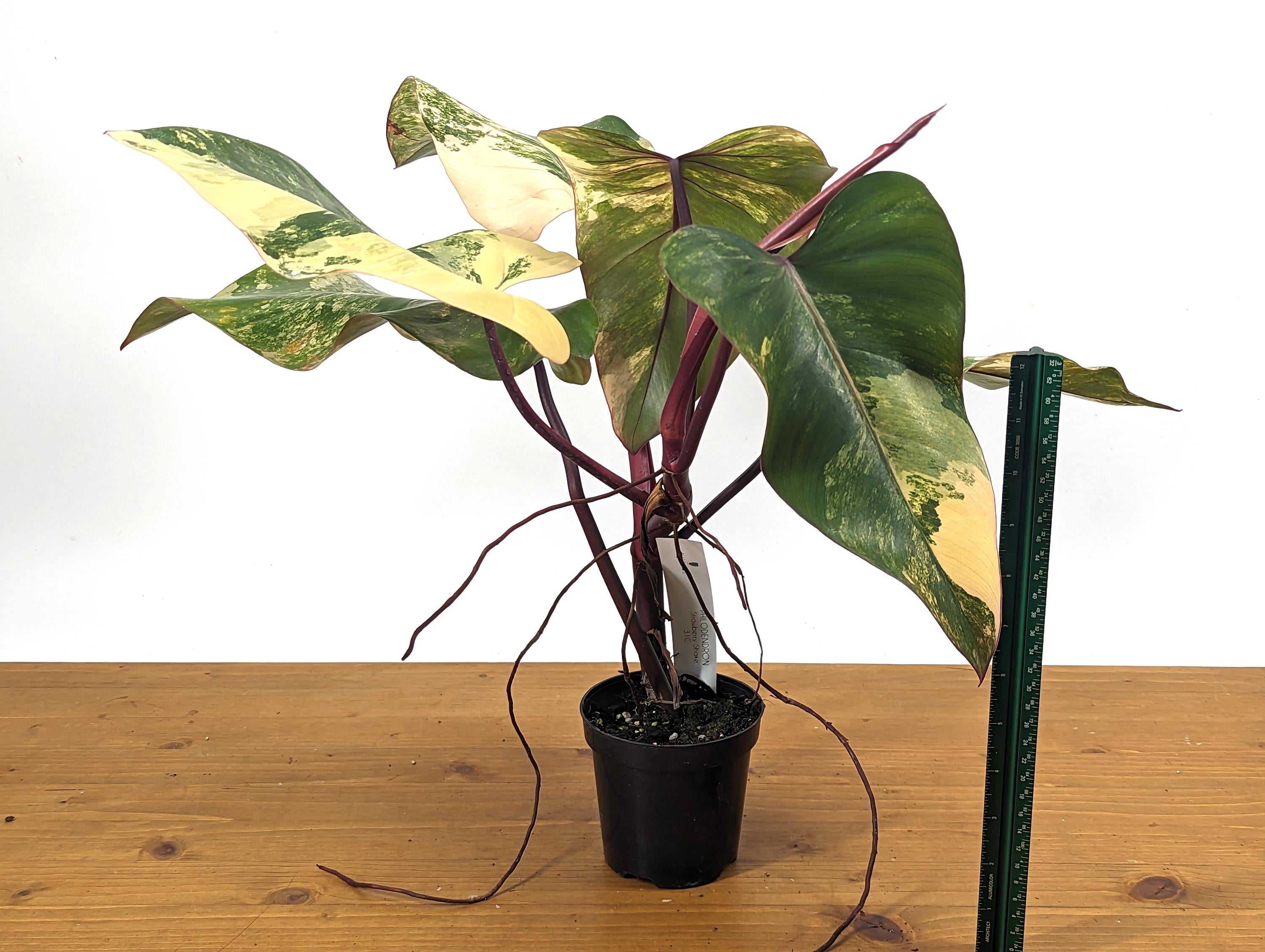 Philodendron Strawberry Shake Over 12 Inches Tall Exact Plant ID 