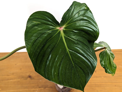 Philodendron Pastazanum Red Point 4 inch pot Exact Plant Pictured 