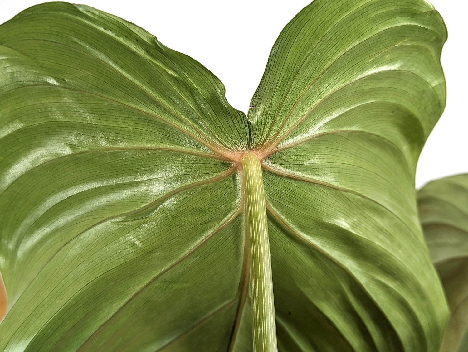 Philodendron Pastazanum Red Point 4 inch pot Exact Plant Pictured 