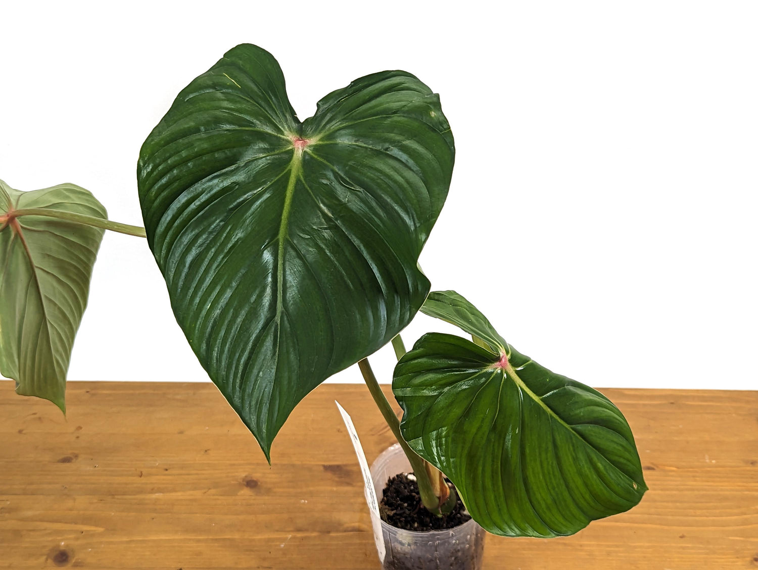 Philodendron Pastazanum Red Point 4 inch pot Exact Plant Pictured 