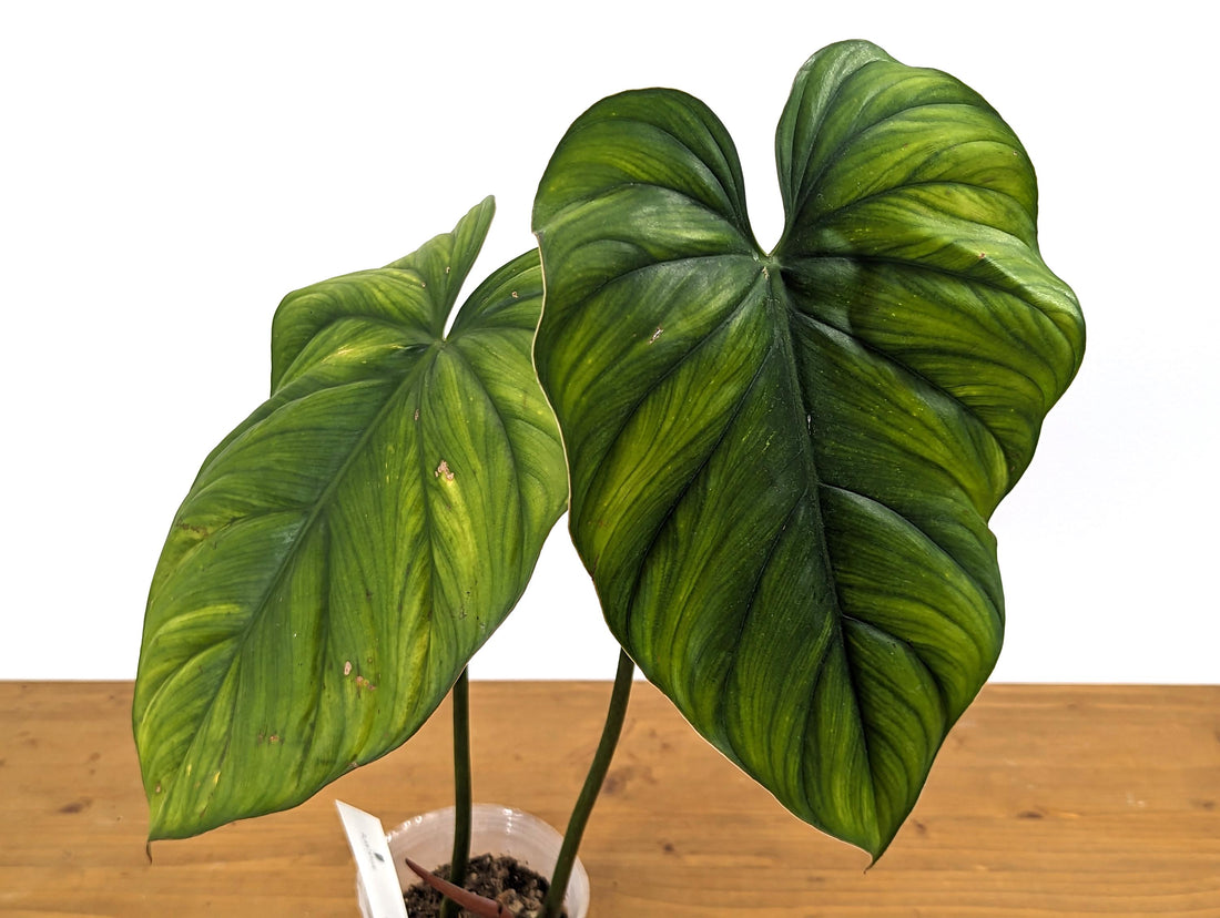 Philodendron Colombia Melon - 4 inch pot 