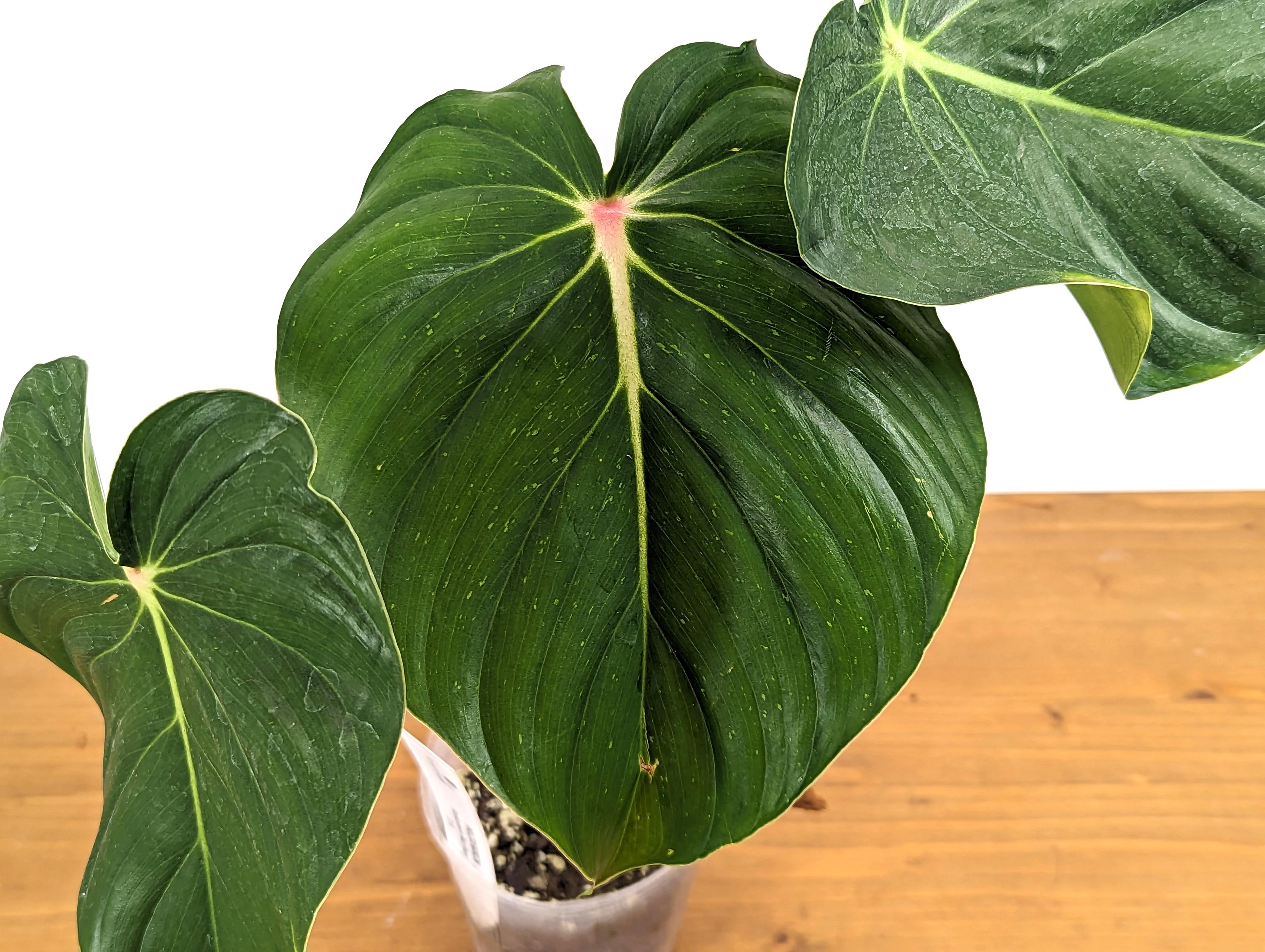 Philodendron Pastazanum Red Point 4 inch pot Exact Plant Pictured