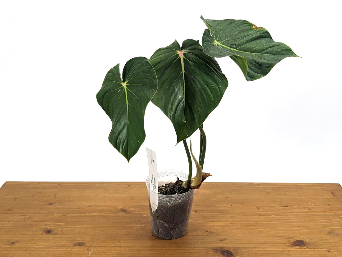 Philodendron Pastazanum Red Point 4 inch pot Exact Plant Pictured