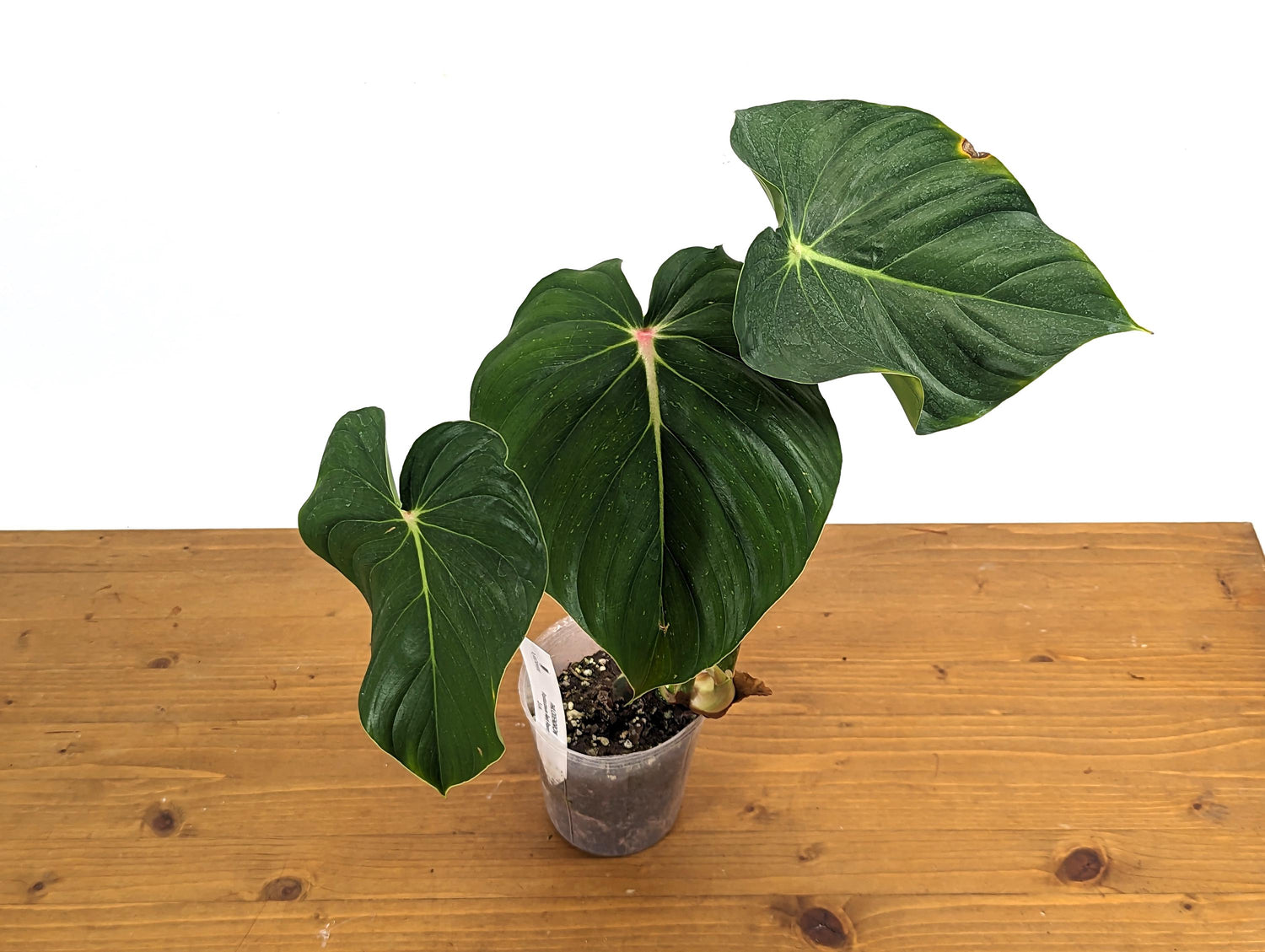 Philodendron Pastazanum Red Point 4 inch pot Exact Plant Pictured