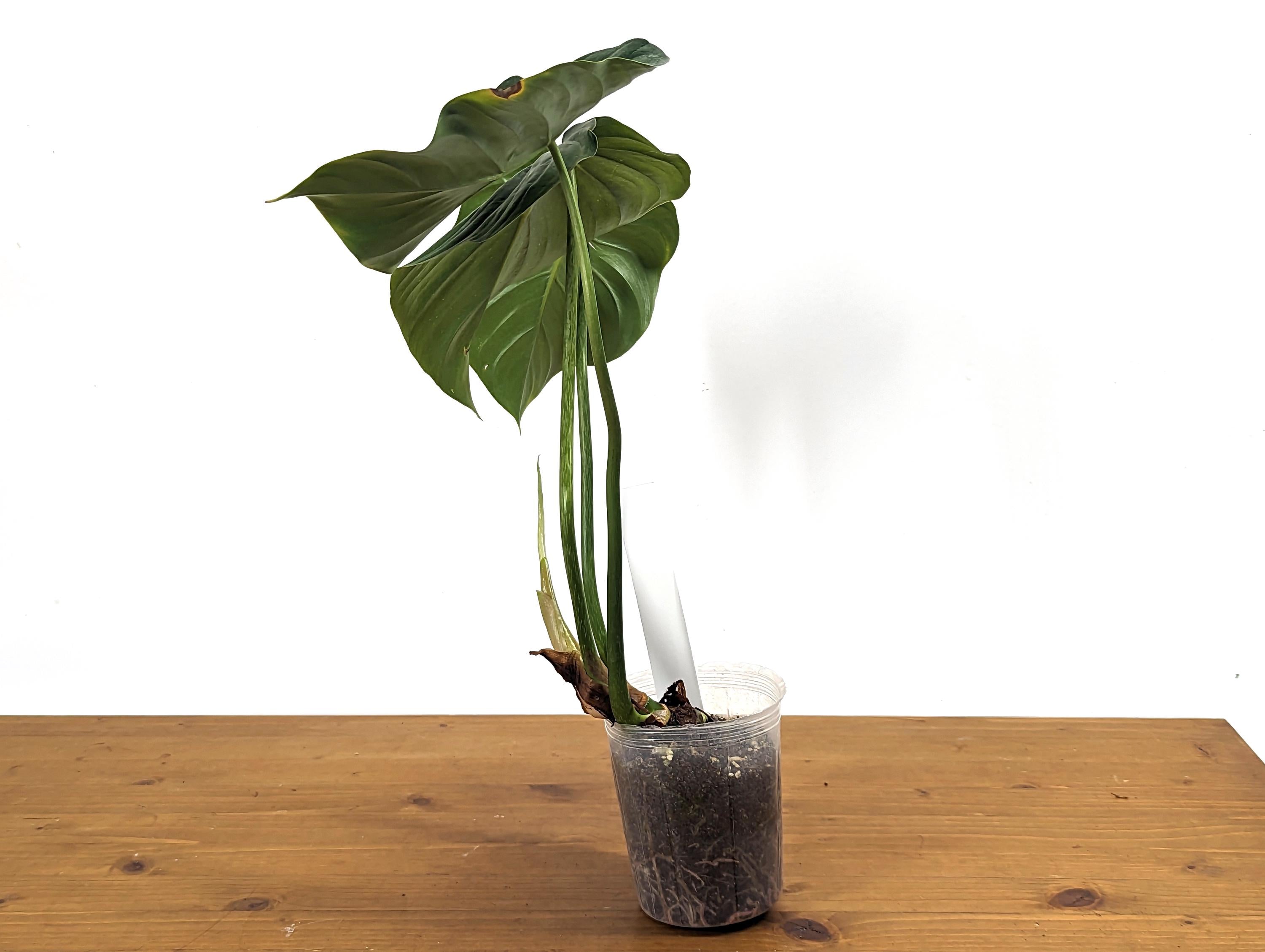 Philodendron Pastazanum Red Point 4 inch pot Exact Plant Pictured