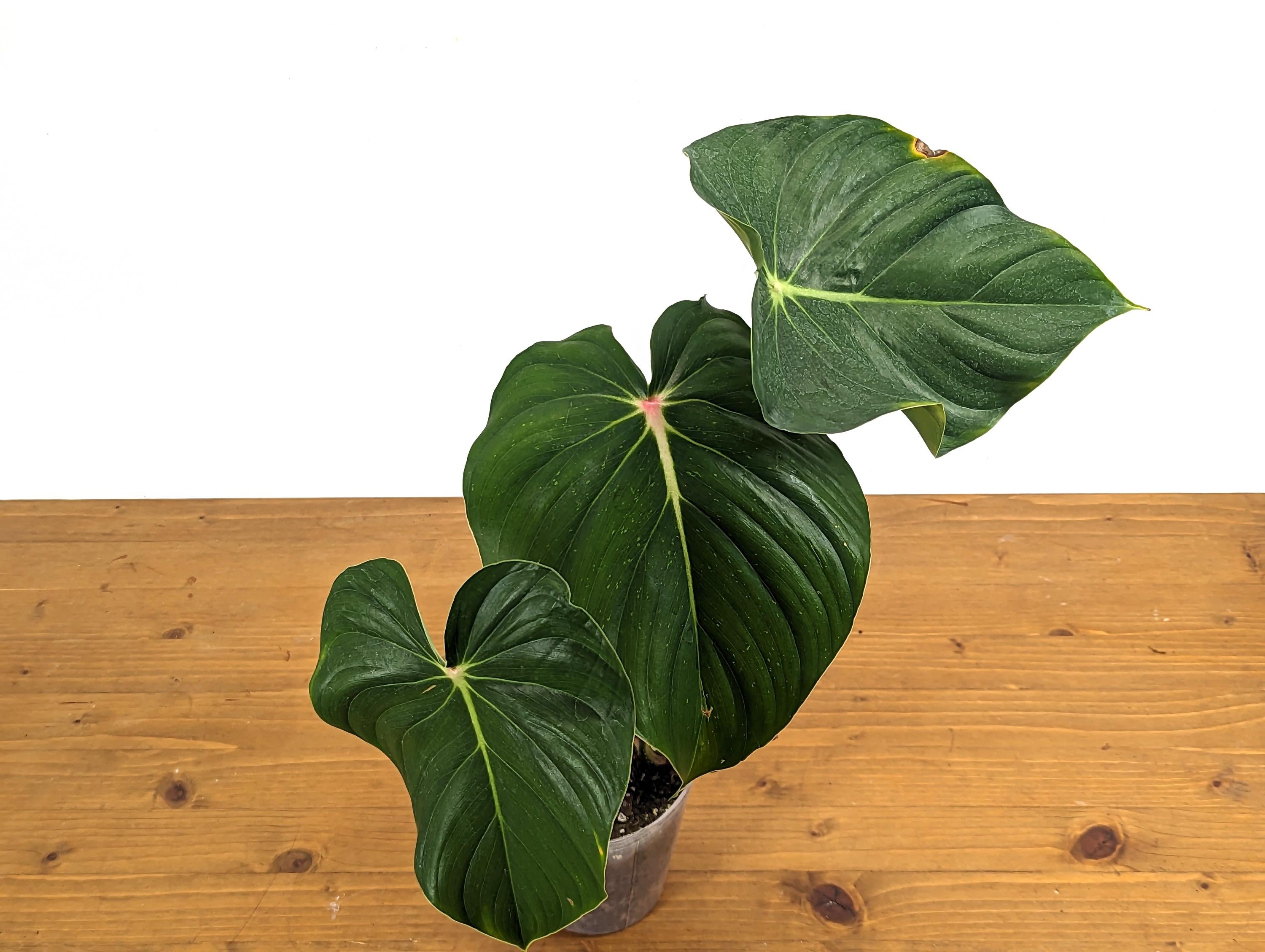 Philodendron Pastazanum Red Point 4 inch pot Exact Plant Pictured