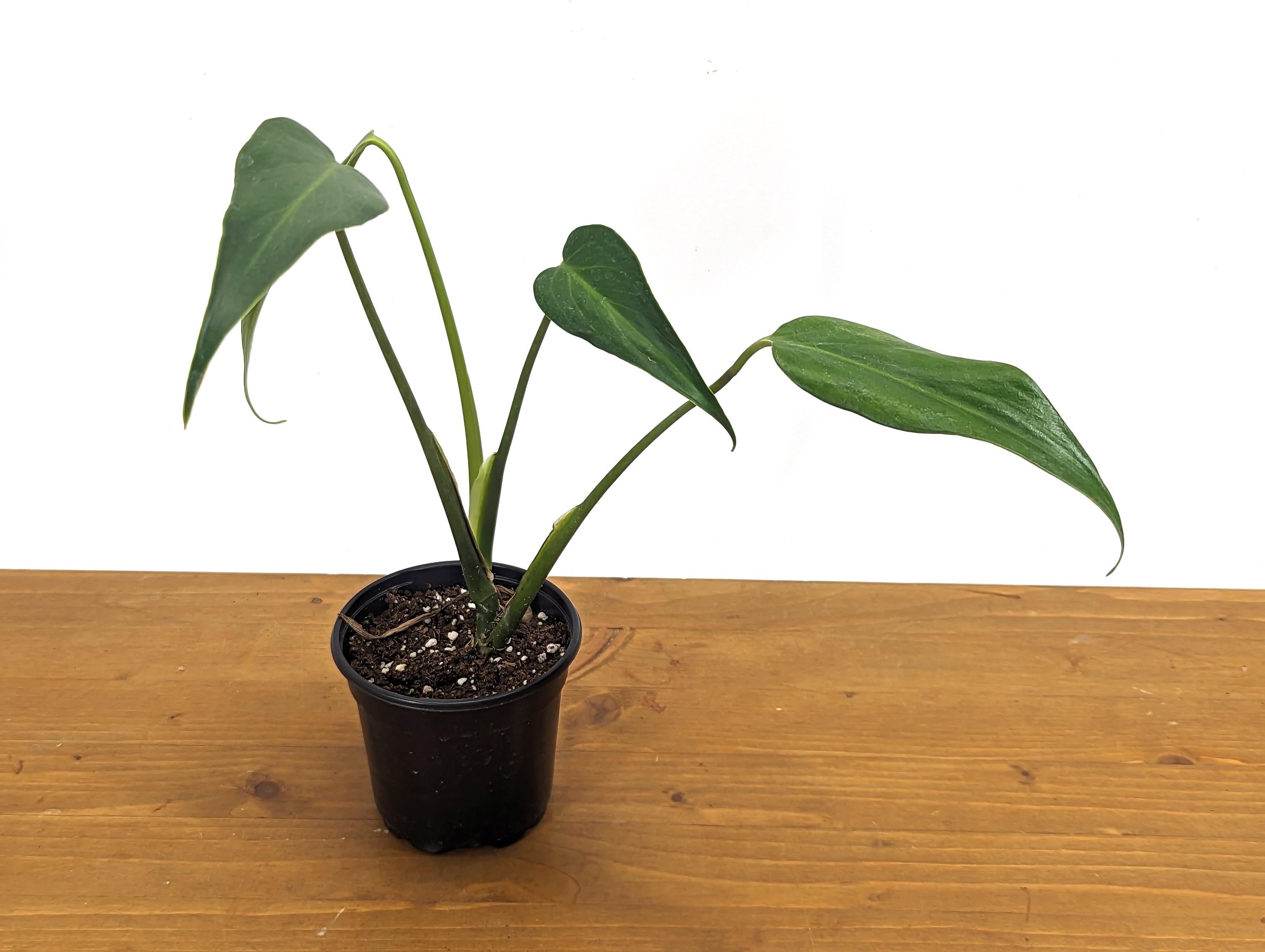 Monstera Burle Marx Flame Plant Juvenile Form - Rooted Live Plant - 4 inch pot