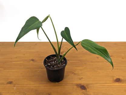 Monstera Burle Marx Flame Plant Juvenile Form - Rooted Live Plant - 4 inch pot