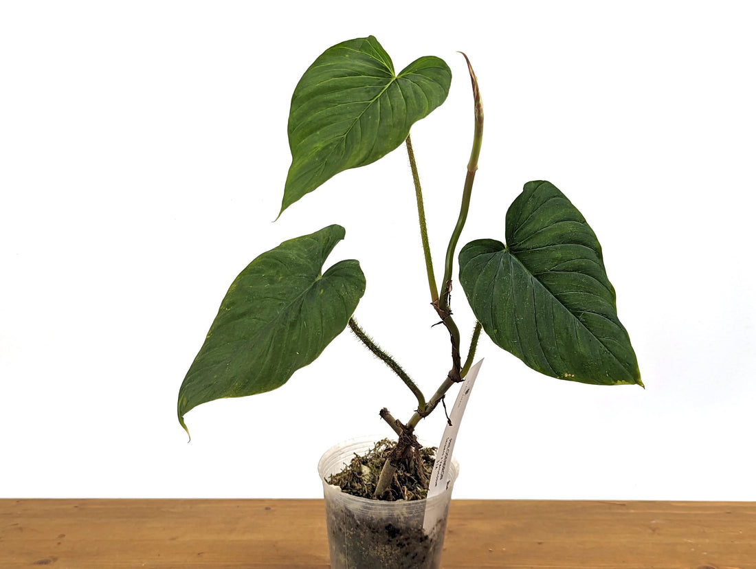 Philodendron Serpens x Verrucosum Exact Mature Plant in 4 inch Pot 