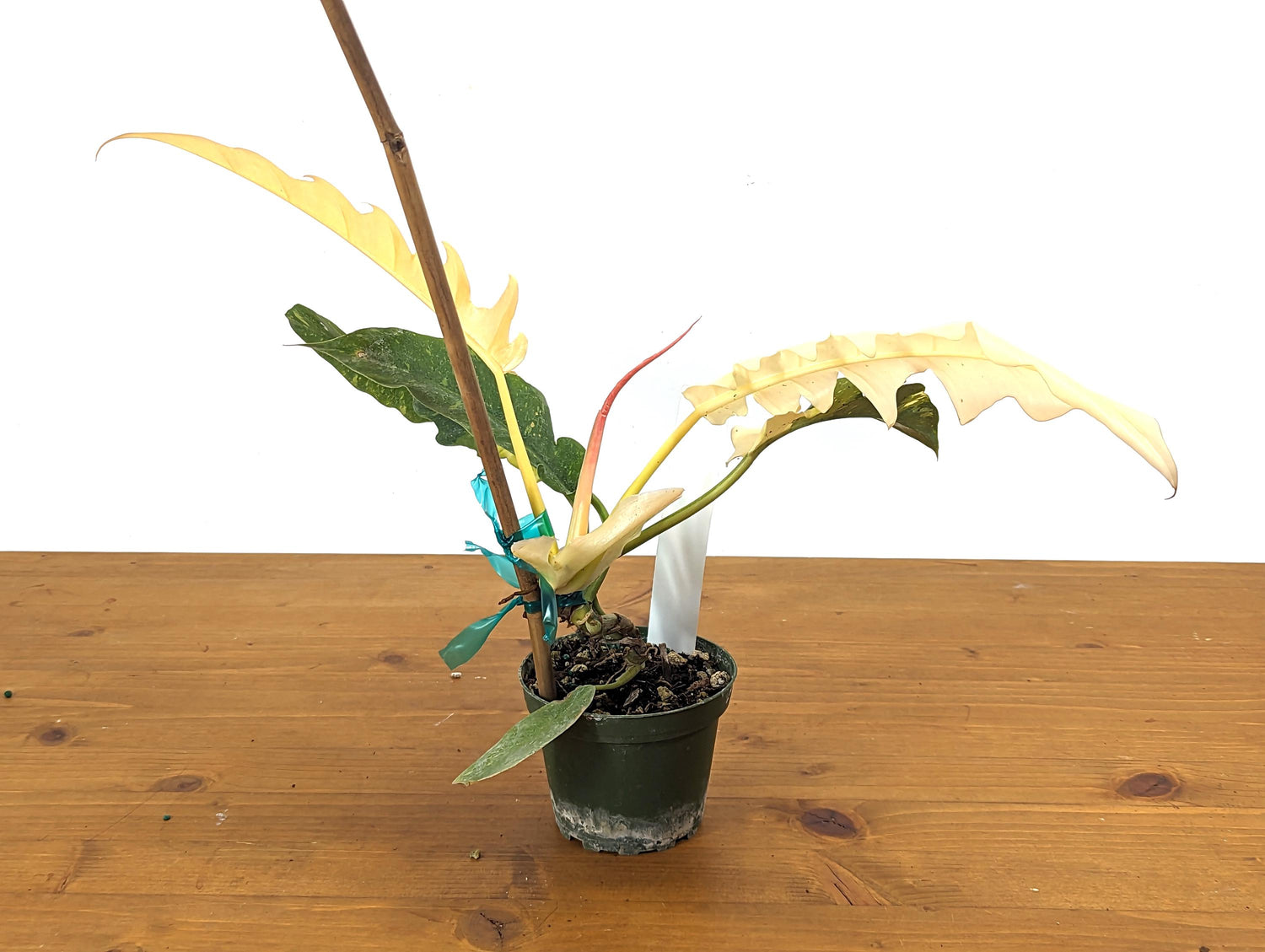 Snow White Philodendron Ring of Fire In 4 Inch Pot  Exact Plant