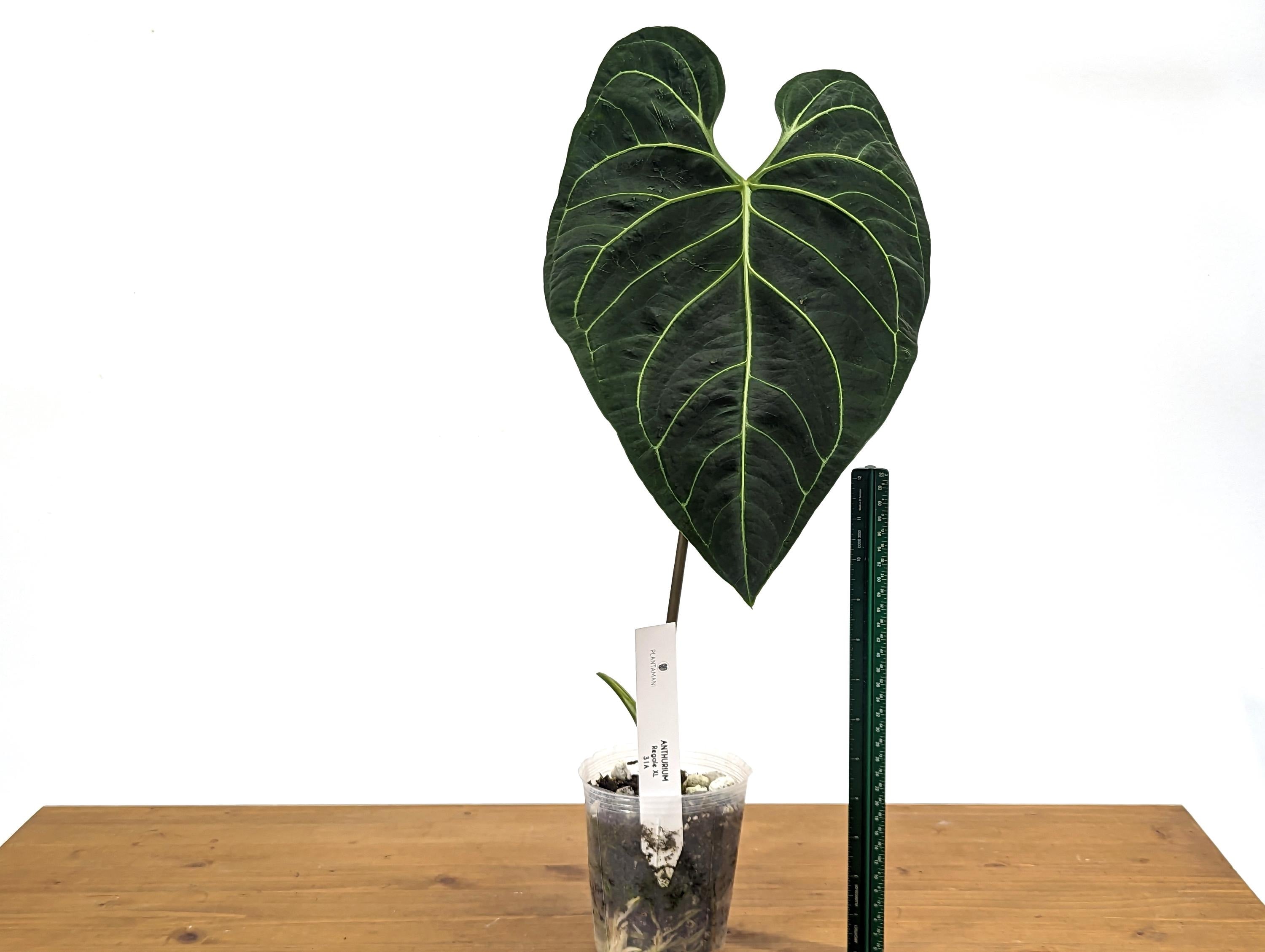 TALL Anthurium Regale Large Leaf - Exact 