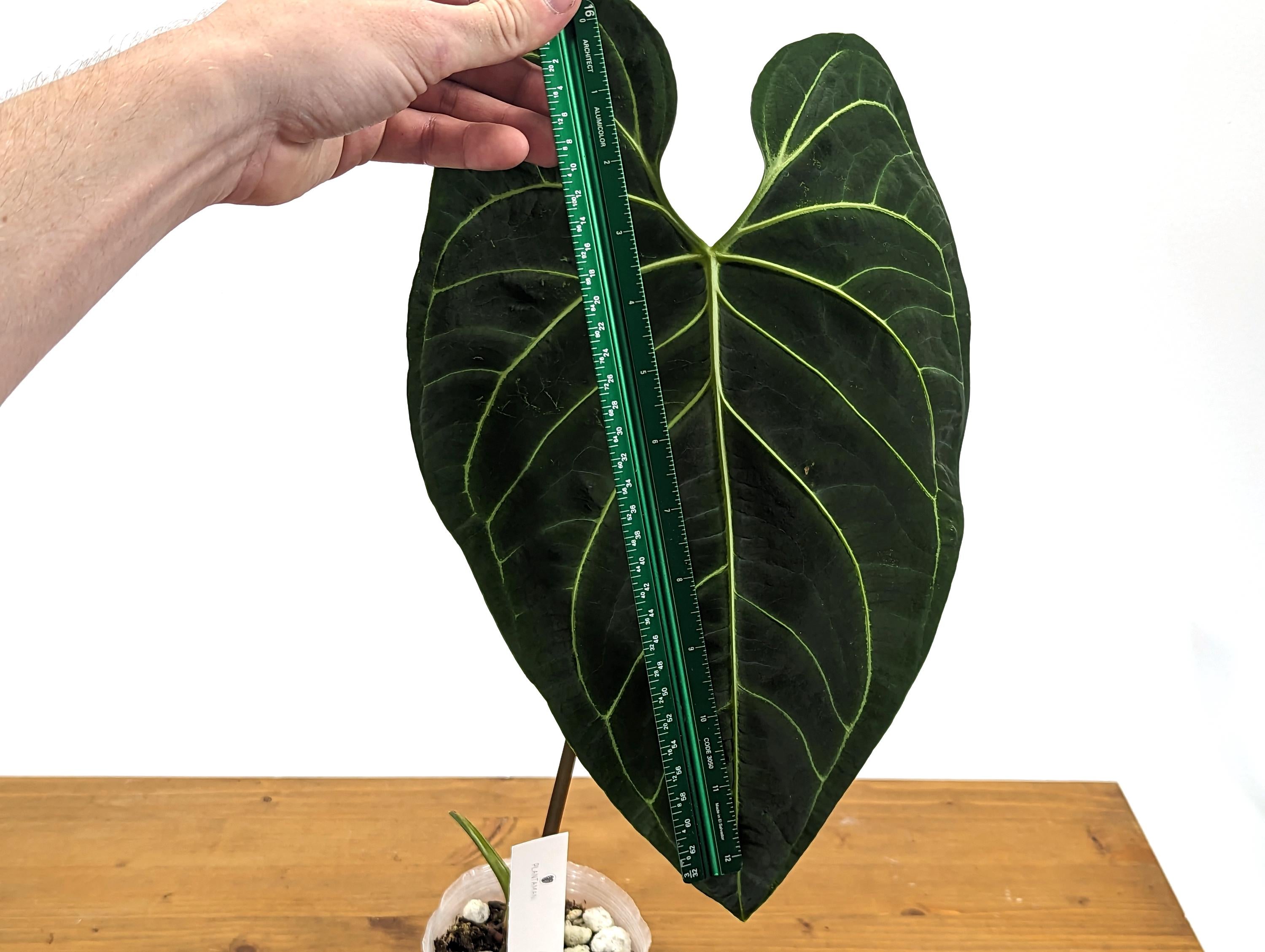 TALL Anthurium Regale Large Leaf - Exact 