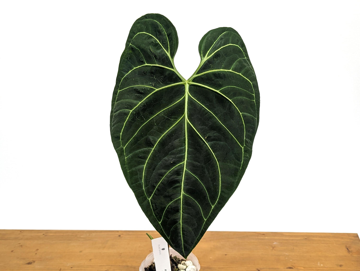 TALL Anthurium Regale Large Leaf - Exact 