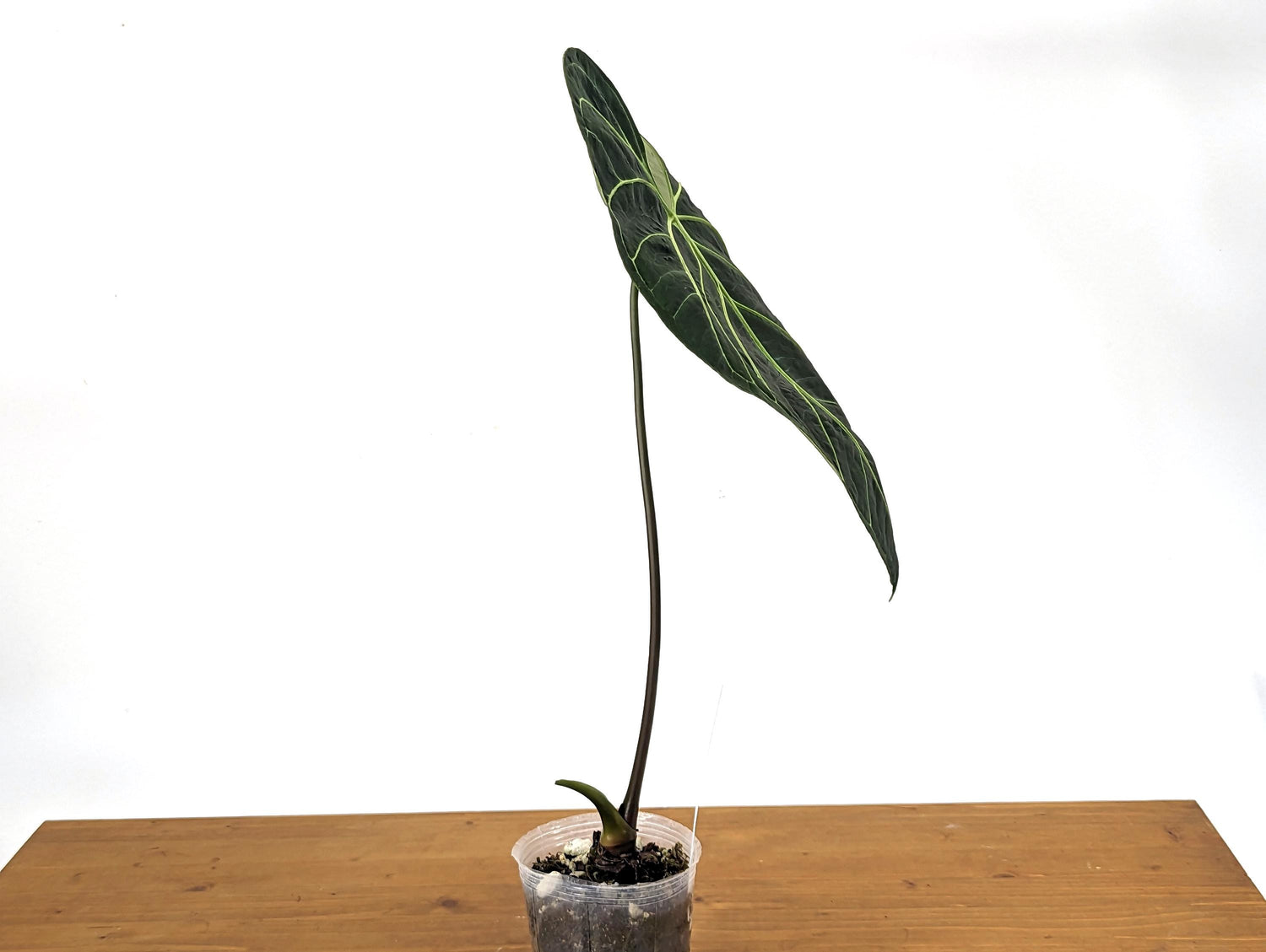 TALL Anthurium Regale Large Leaf - Exact 