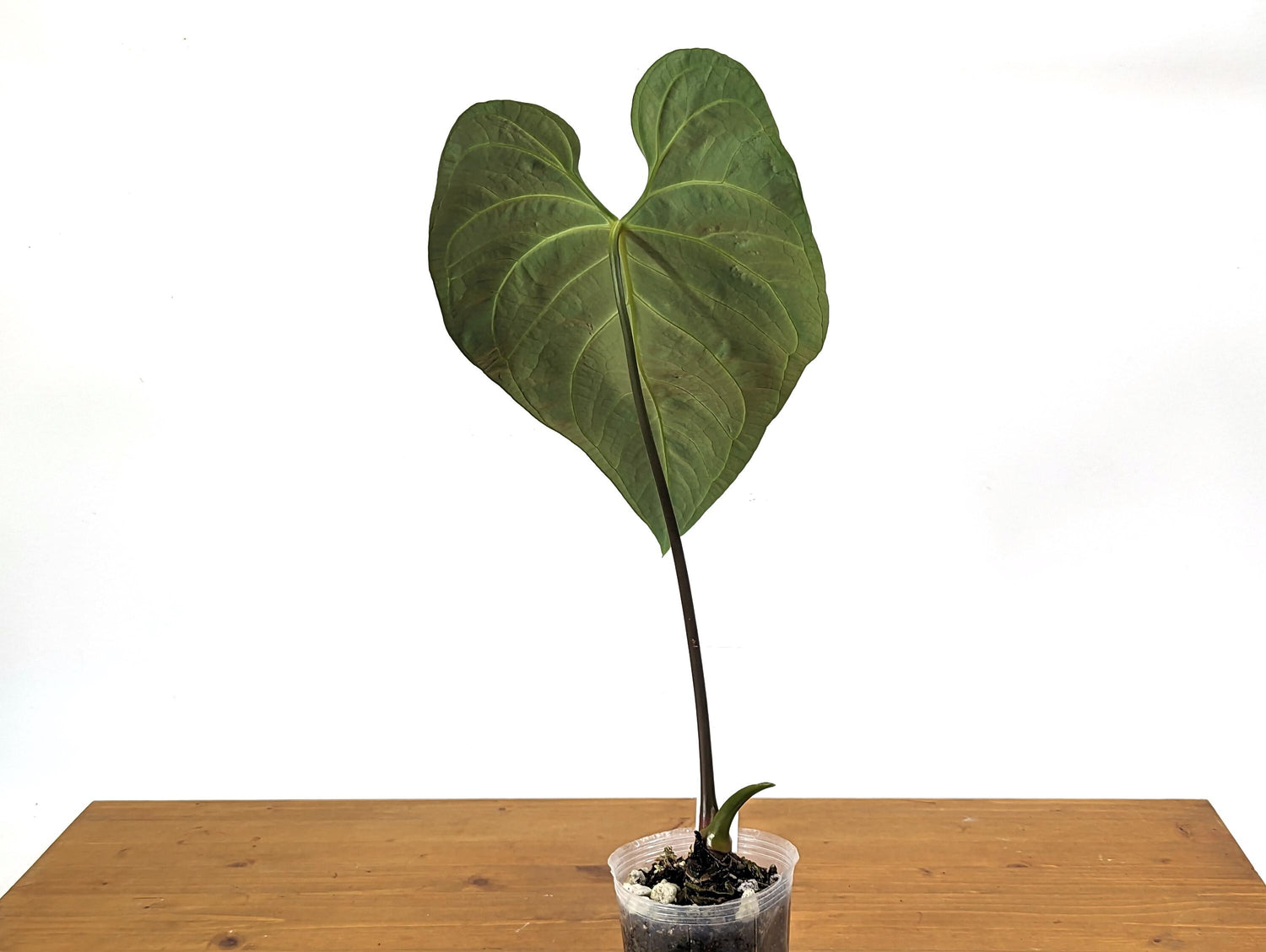 TALL Anthurium Regale Large Leaf - Exact 