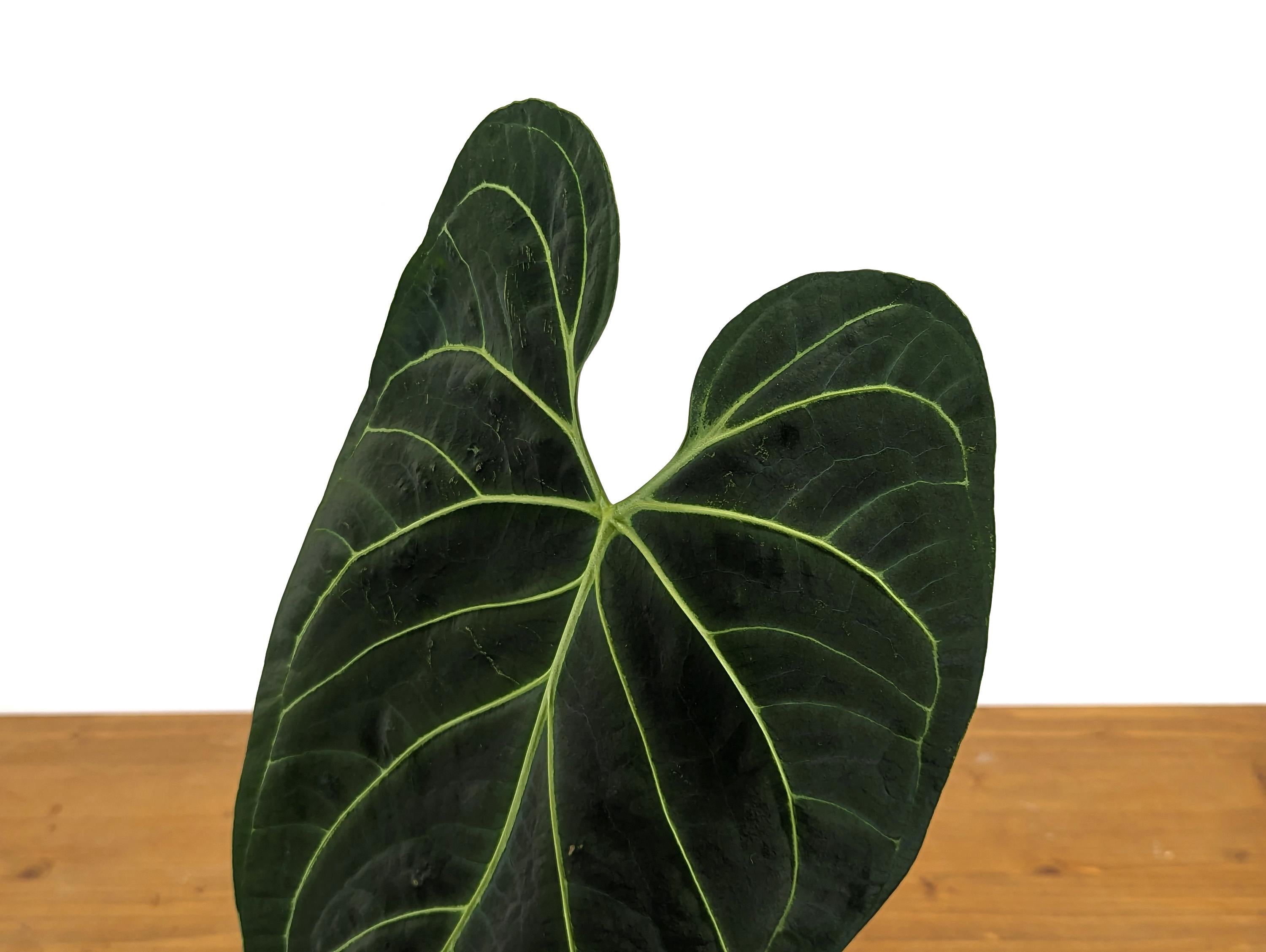 TALL Anthurium Regale Large Leaf - Exact 