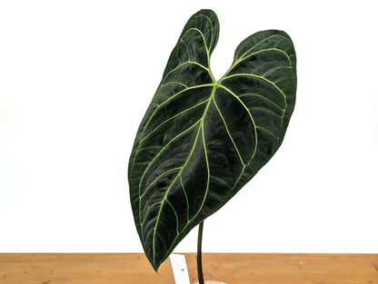 TALL Anthurium Regale Large Leaf - Exact 