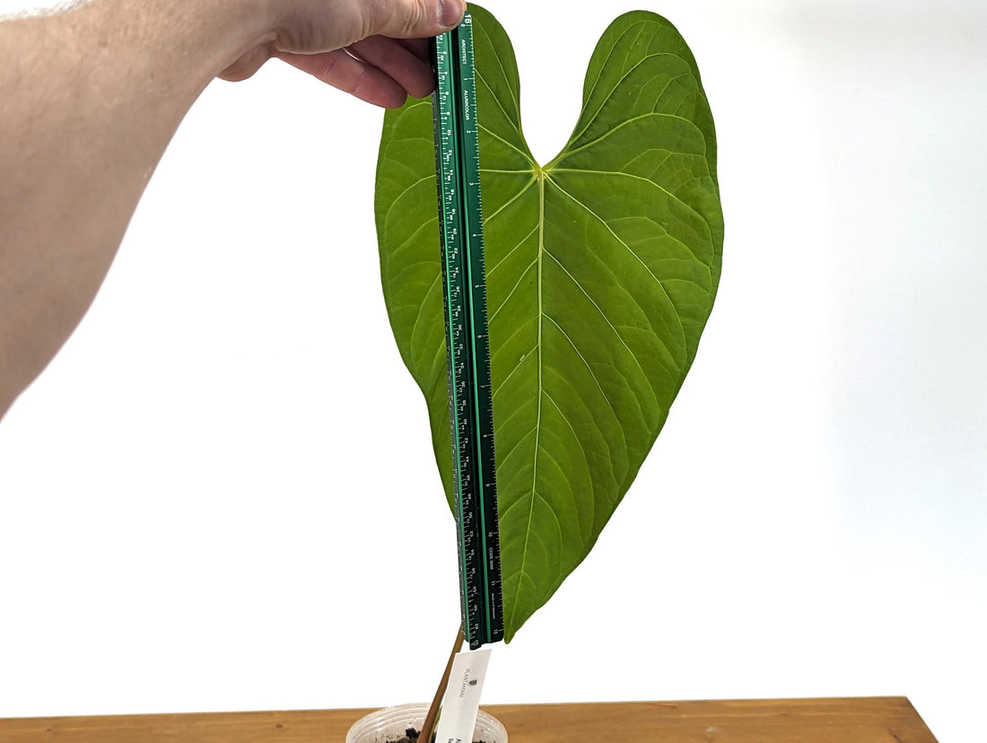 XL Anthurium Regale Green (Verde) Mature Large Leaf - Tall Specimen Plant ID 