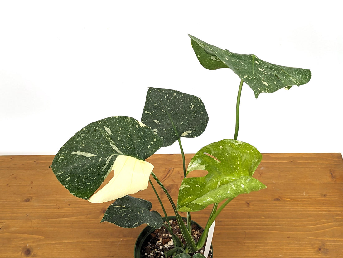 Monstera Thai Constellation - Great Color - Exact Plant Pictured in 6 Inch Pot 