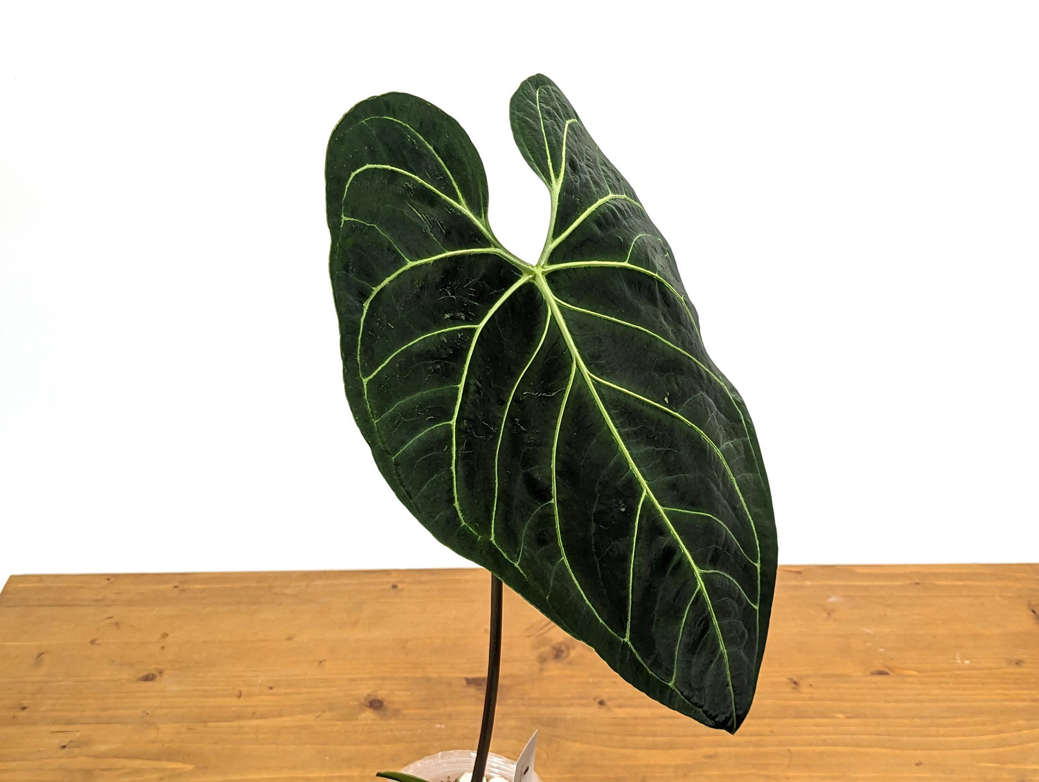 TALL Anthurium Regale Large Leaf - Exact 