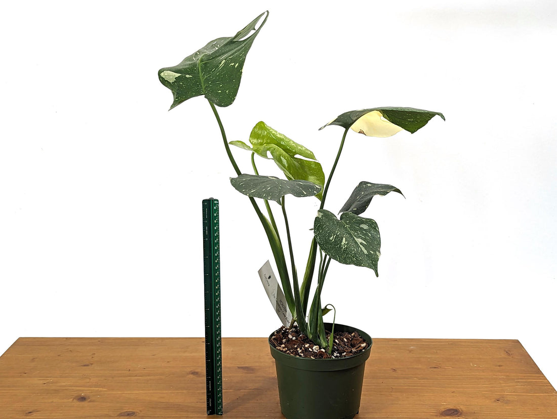 Monstera Thai Constellation - Great Color - Exact Plant Pictured in 6 Inch Pot 