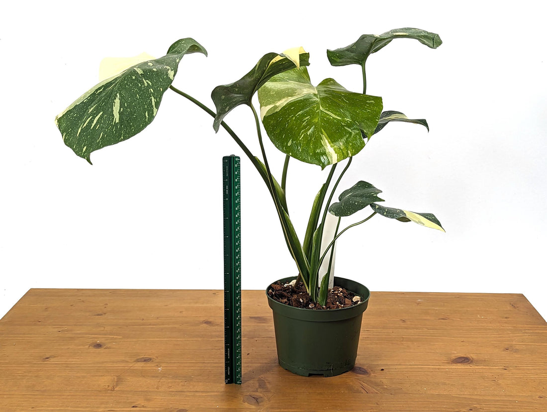 Monstera Thai Constellation Creme Exact Plant 