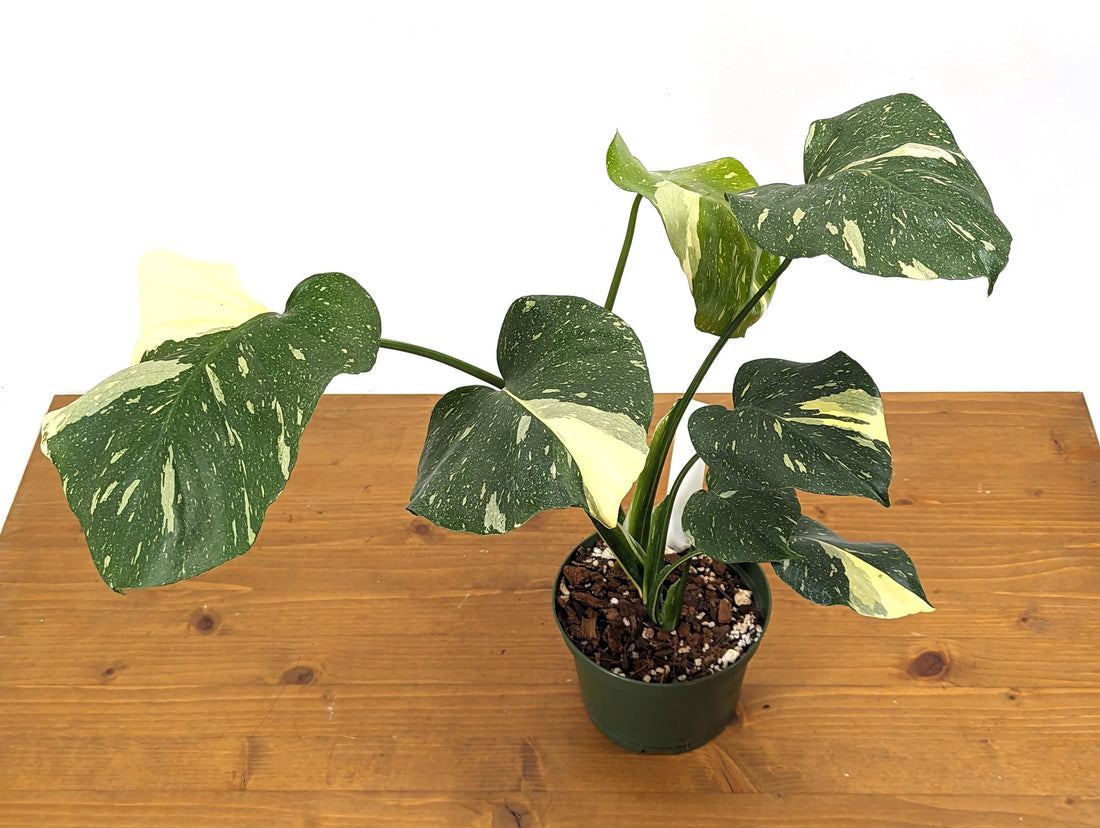 Monstera Thai Constellation Creme Exact Plant 