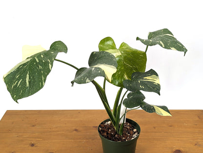 Monstera Thai Constellation Creme Exact Plant 