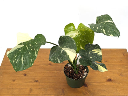 Monstera Thai Constellation Creme Exact Plant 