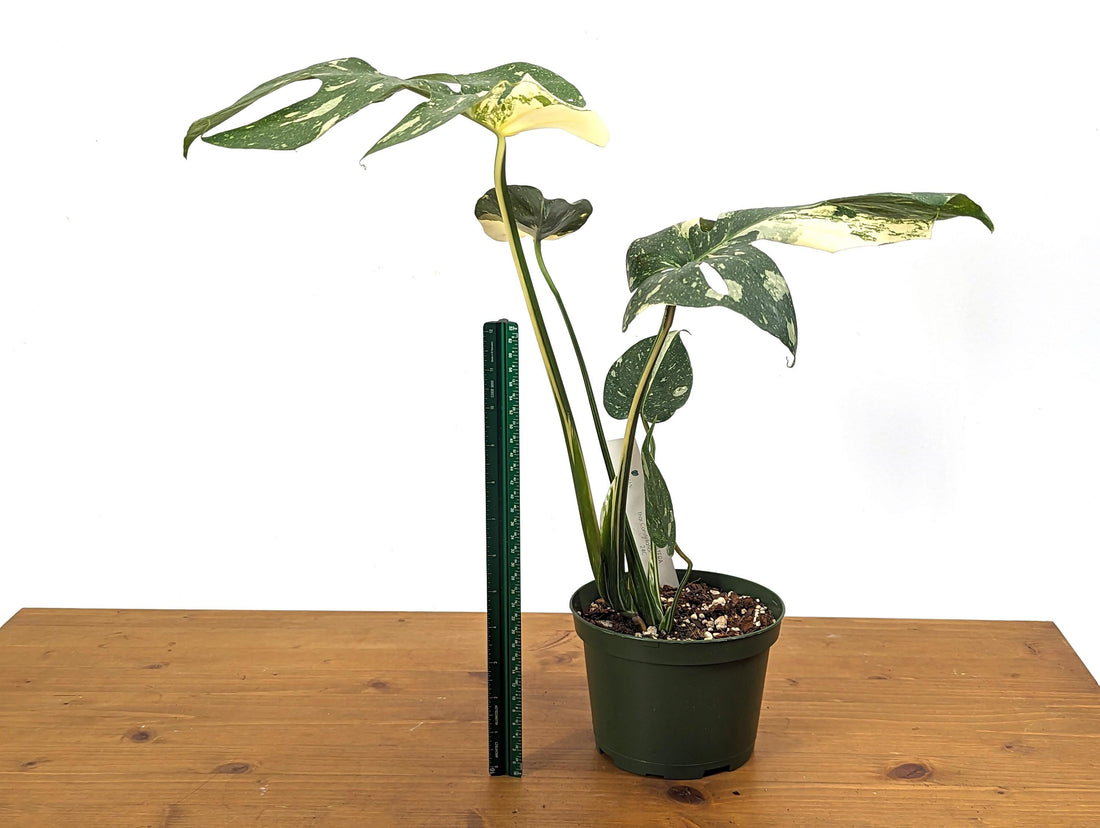 Monstera Thai Constellation Over 12 Inches Tall in 6 Inch Pot - Exact Plant 