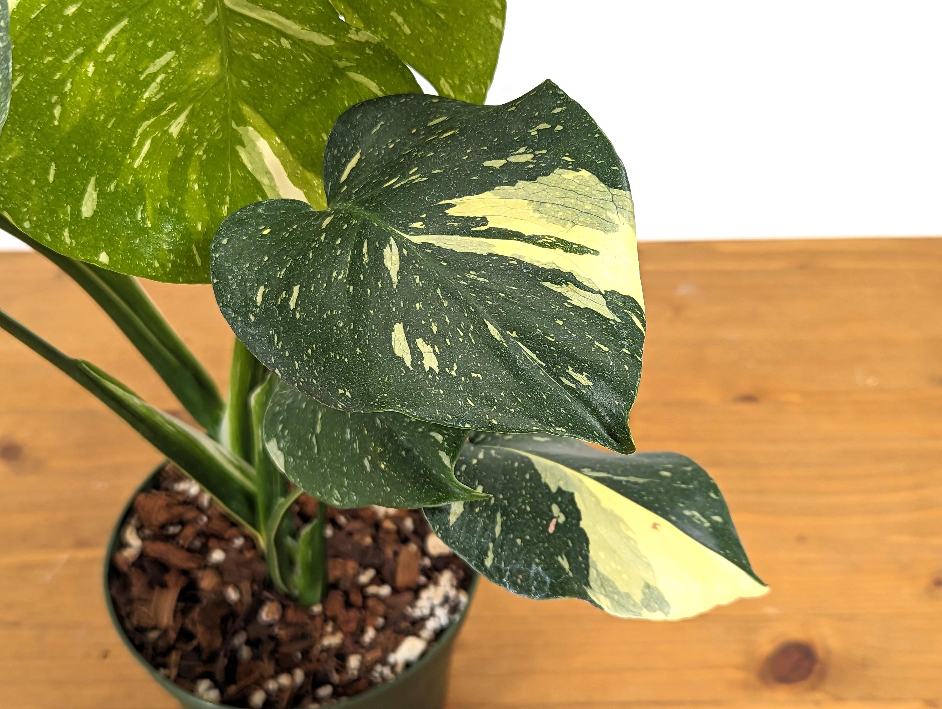 Monstera Thai Constellation Creme Exact Plant 