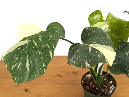 Monstera Thai Constellation Creme Exact Plant 