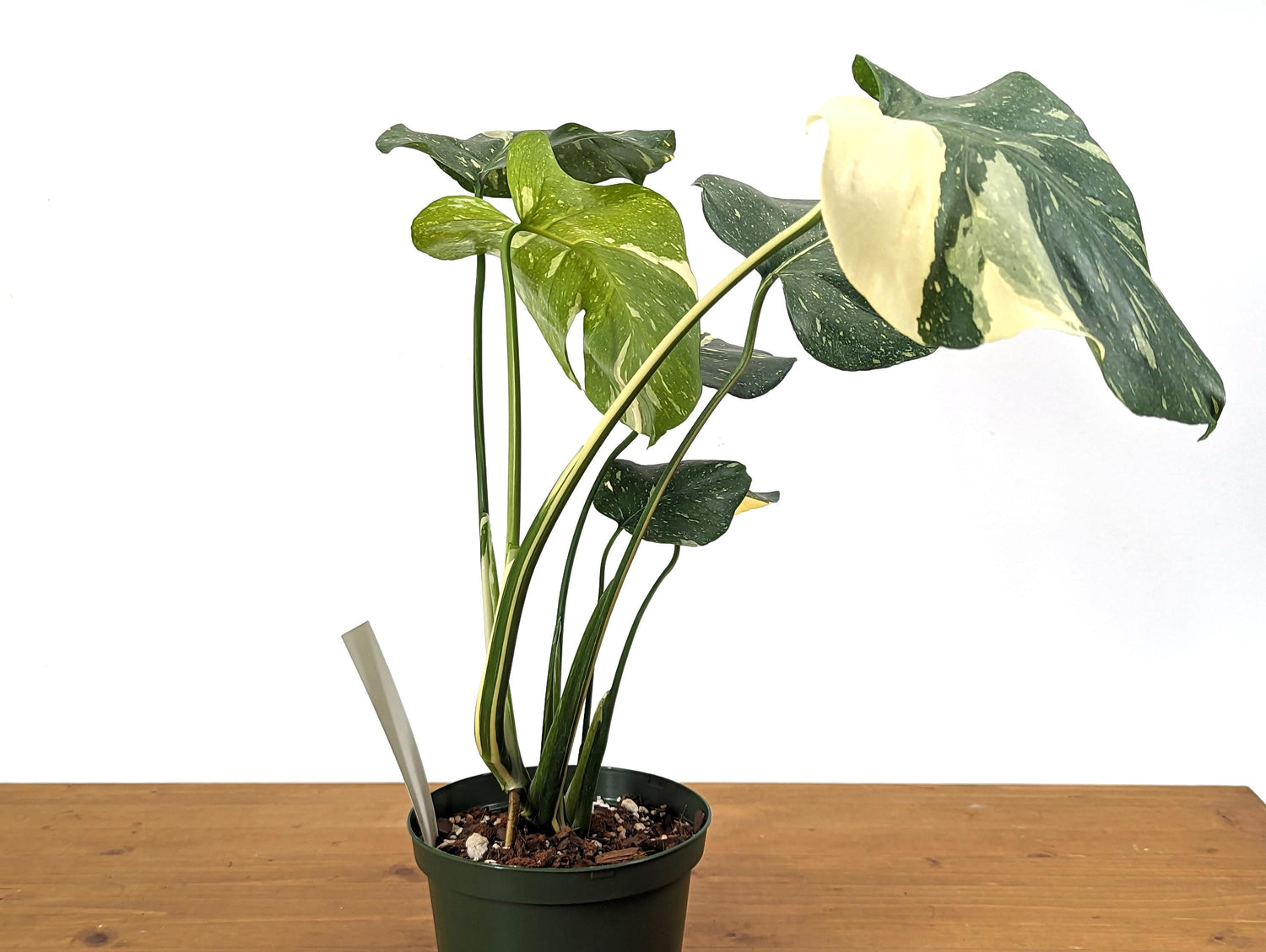 Monstera Thai Constellation Creme Exact Plant 