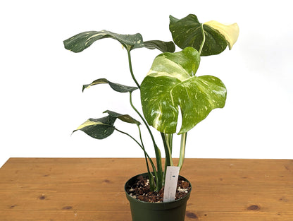 Monstera Thai Constellation Creme Exact Plant 