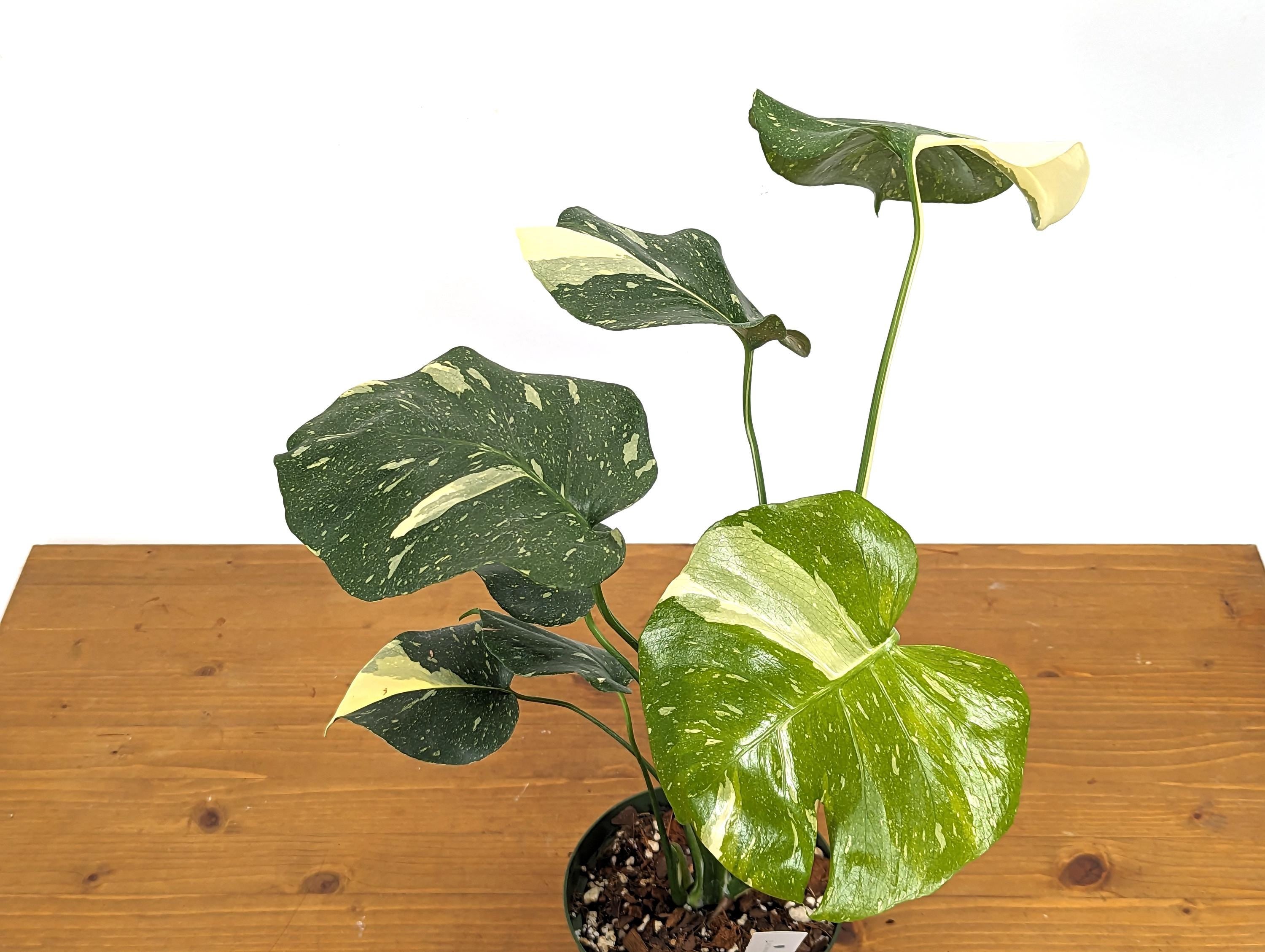 Monstera Thai Constellation Creme Exact Plant 