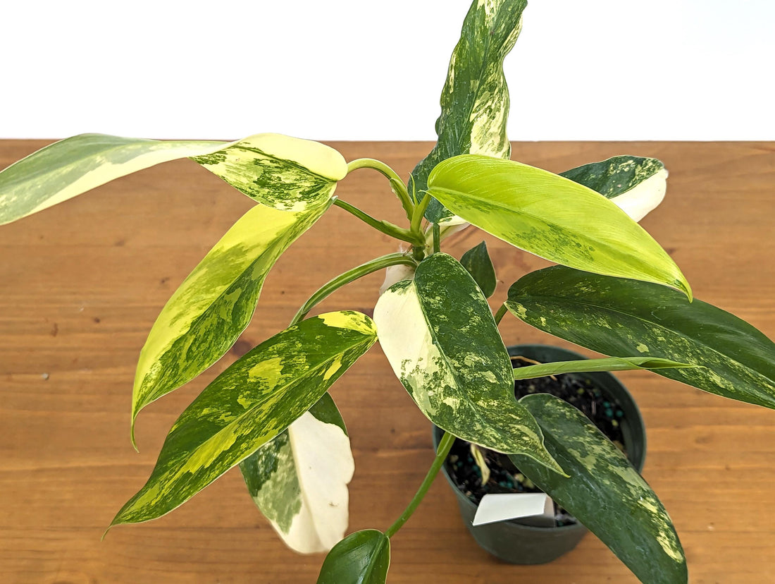 Philodendron Domesticum Variegated Plant in 4 Inch Pot 