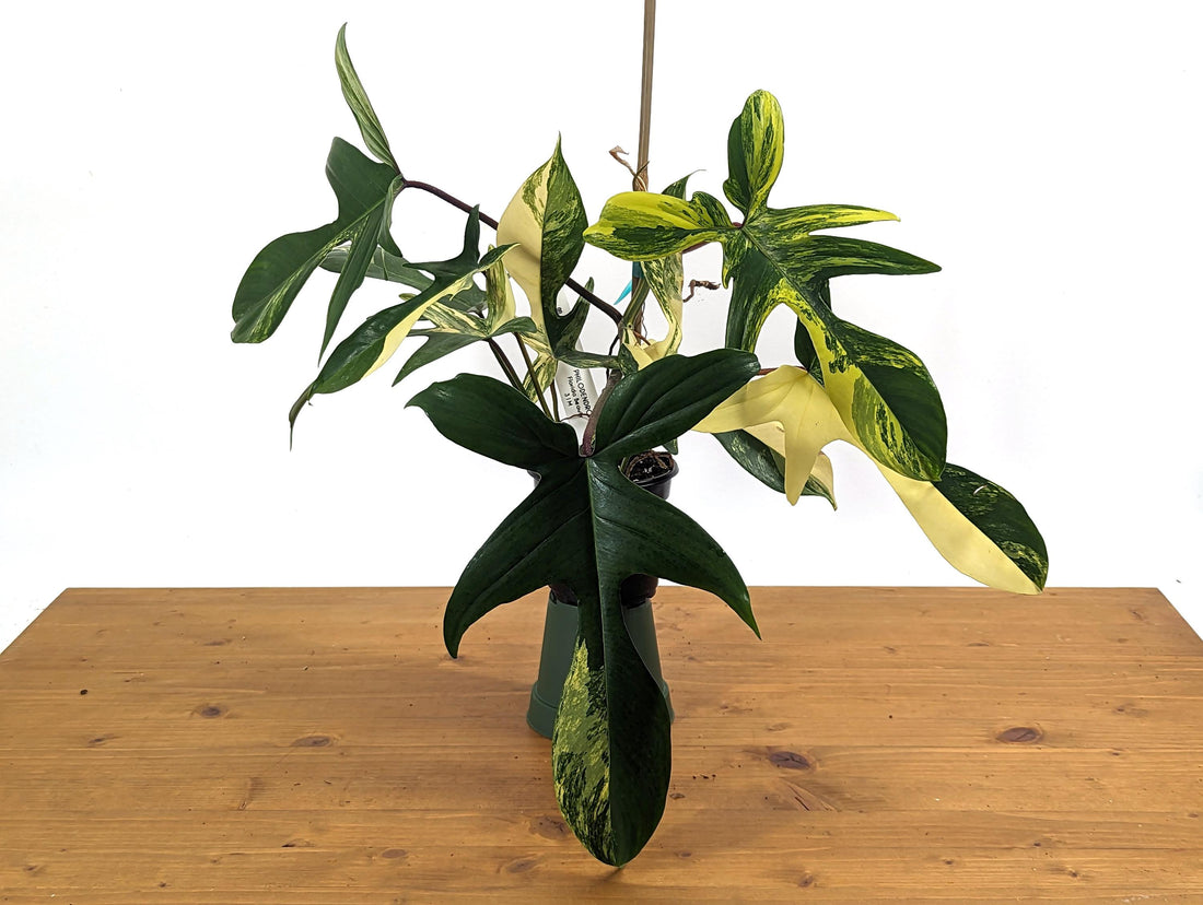 Philodendron Florida Beauty Dark - 8+Leaves - Exact XL Plant in 4 Inch Pot - 